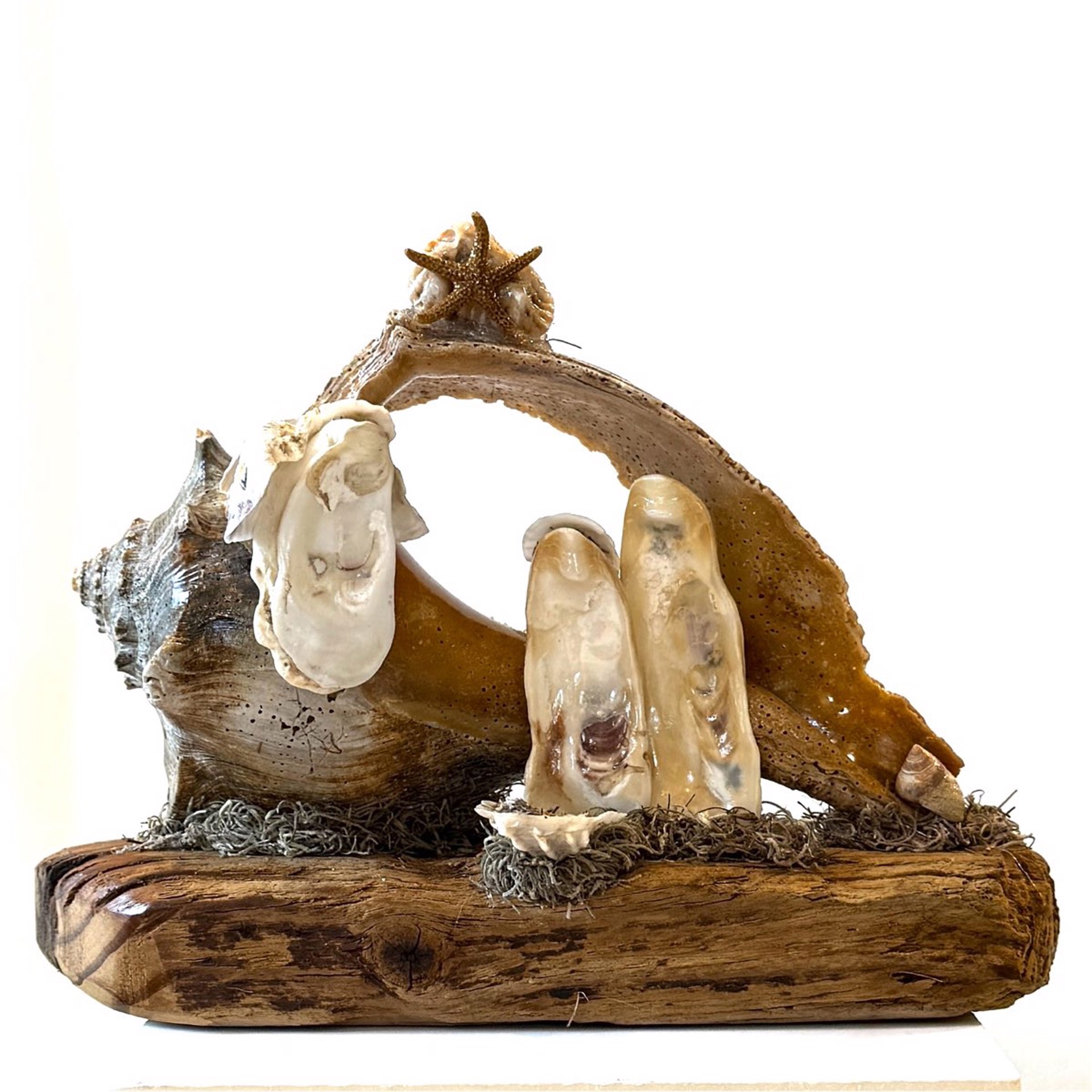 Large Whelk on Wood, Crèche of the Sea CN23-44 by Chris Nietert