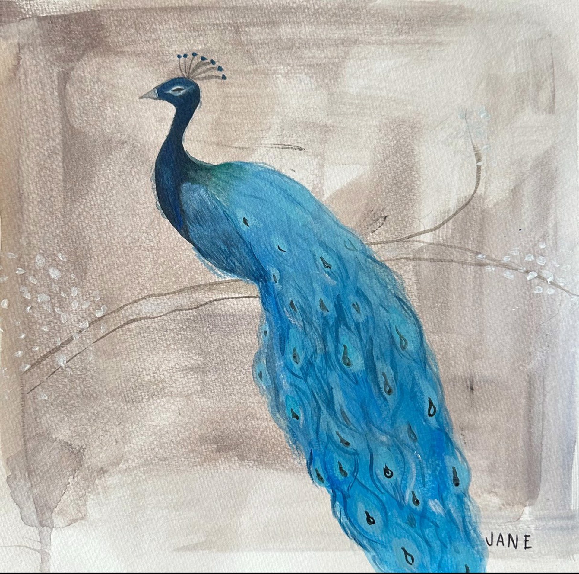 Peacock by Jane Schulz