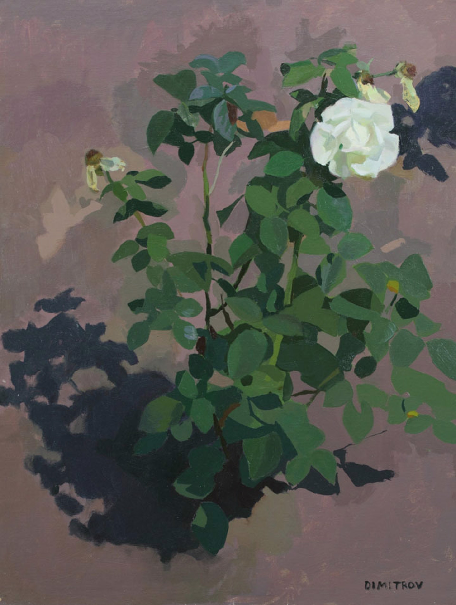 White Rose by Martin Dimitrov