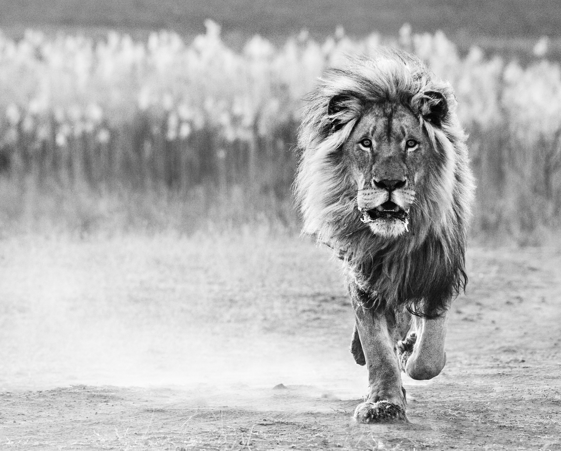 One Foot on the Ground by David Yarrow