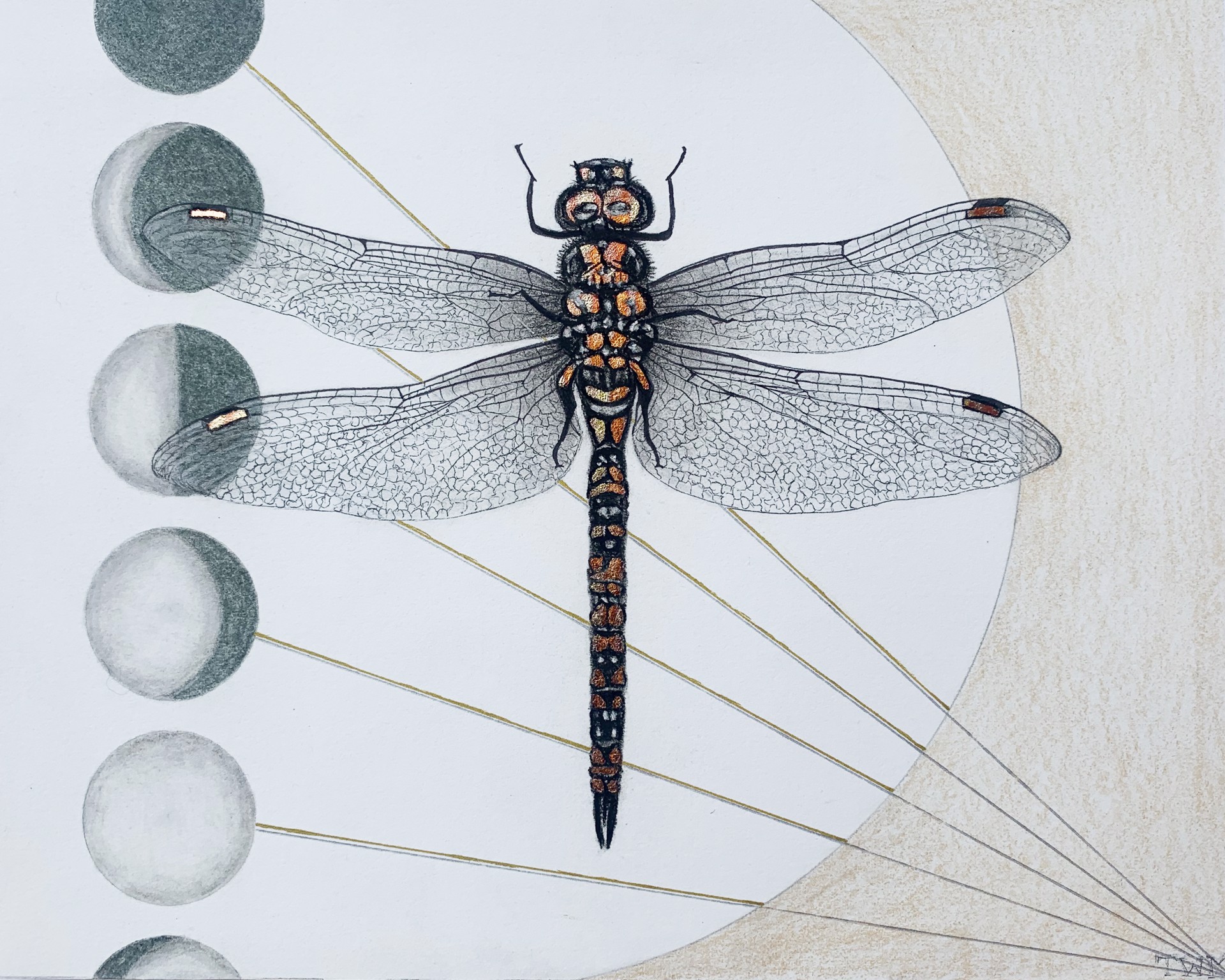 Polaris No. 11 (Transformation) by Traci Wright Martin
