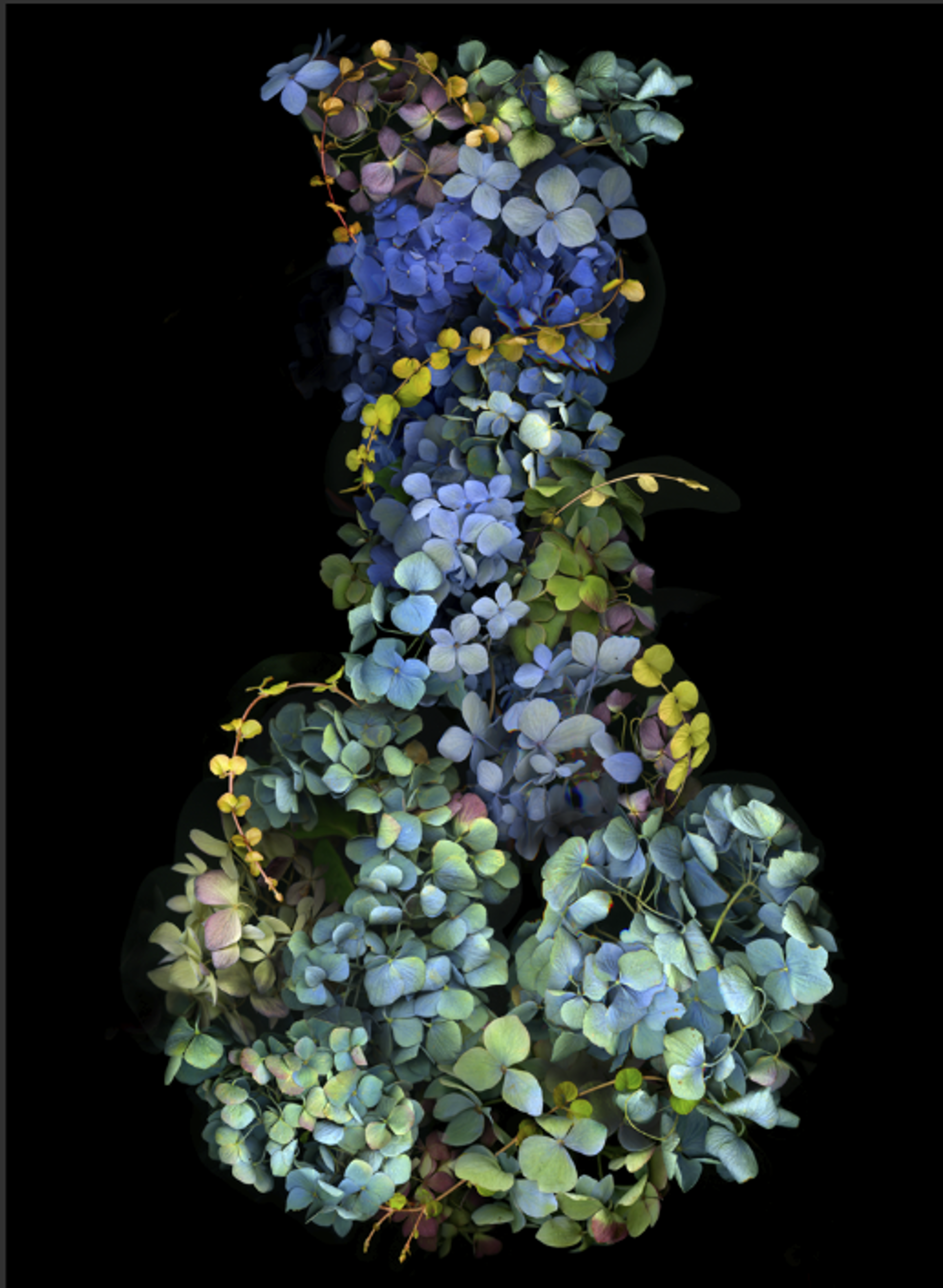 Hydrangea Vase by Kate Blacklock