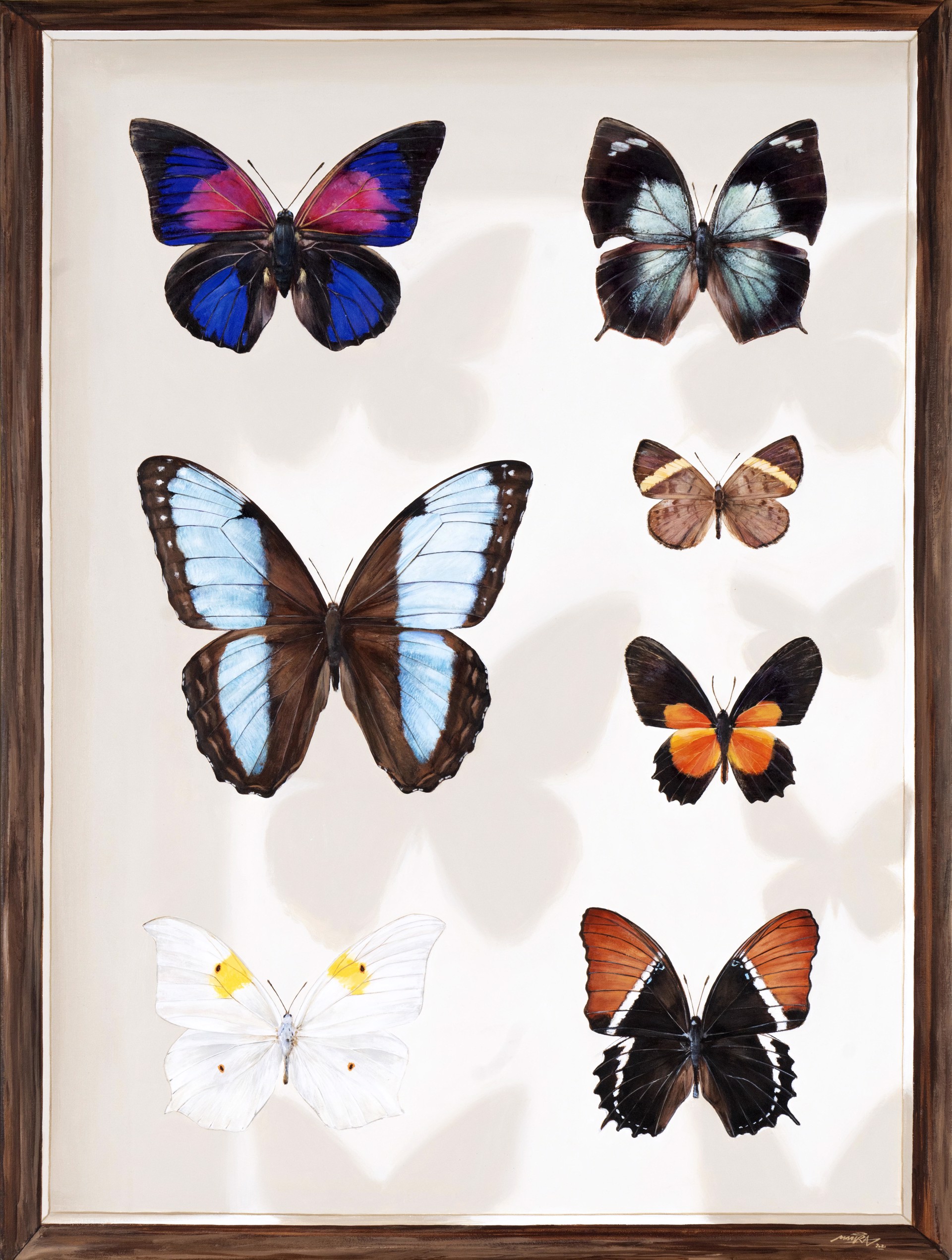 Butterflies of Mexico - Board 2 by Youri Cansell aka Mantra