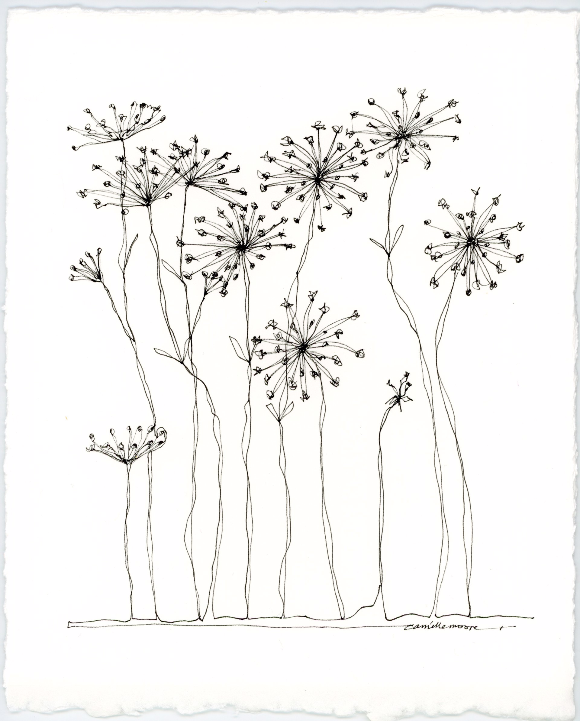 Queen Anne's Lace by Camille Moore