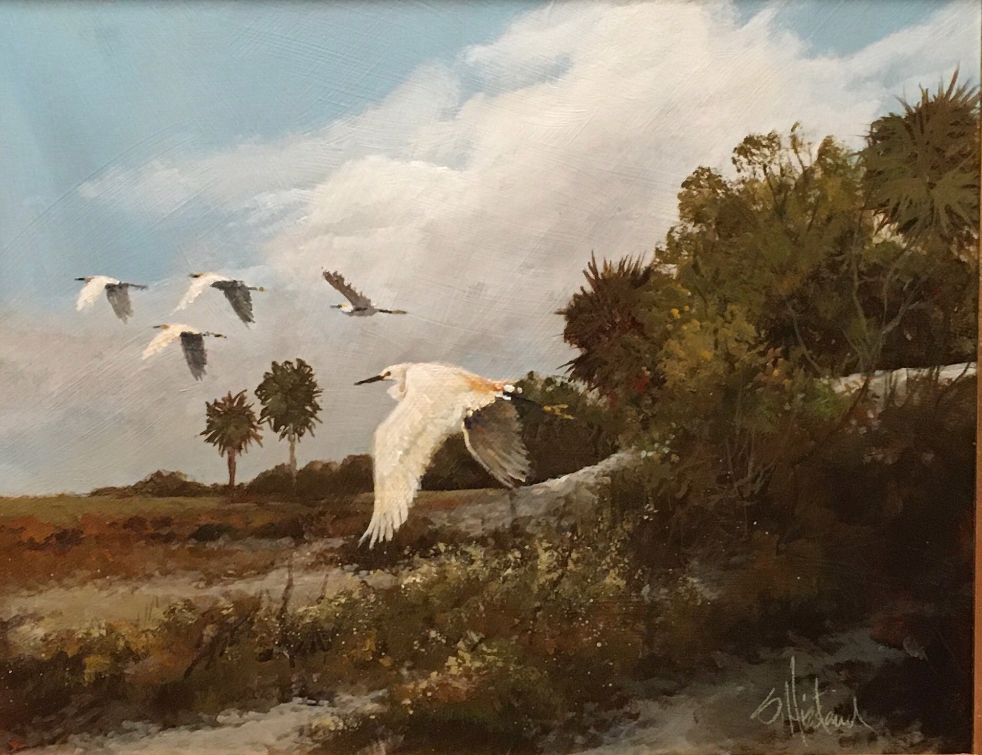 Cattle Egret Crossing by Scott Hiestand