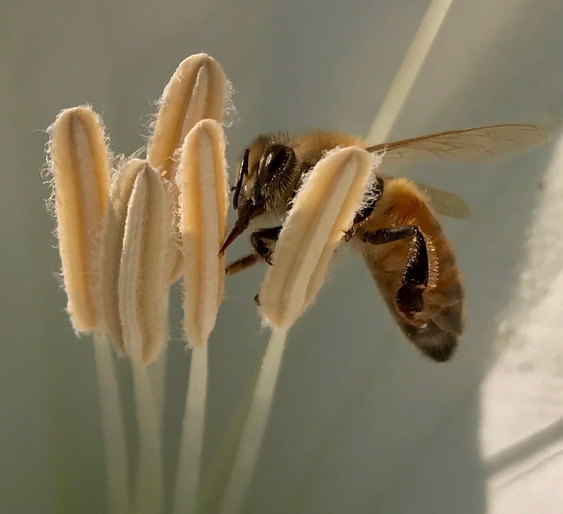 Western Honey Bee in Moonflower (Apis Mellifera) by Amy Kaslow