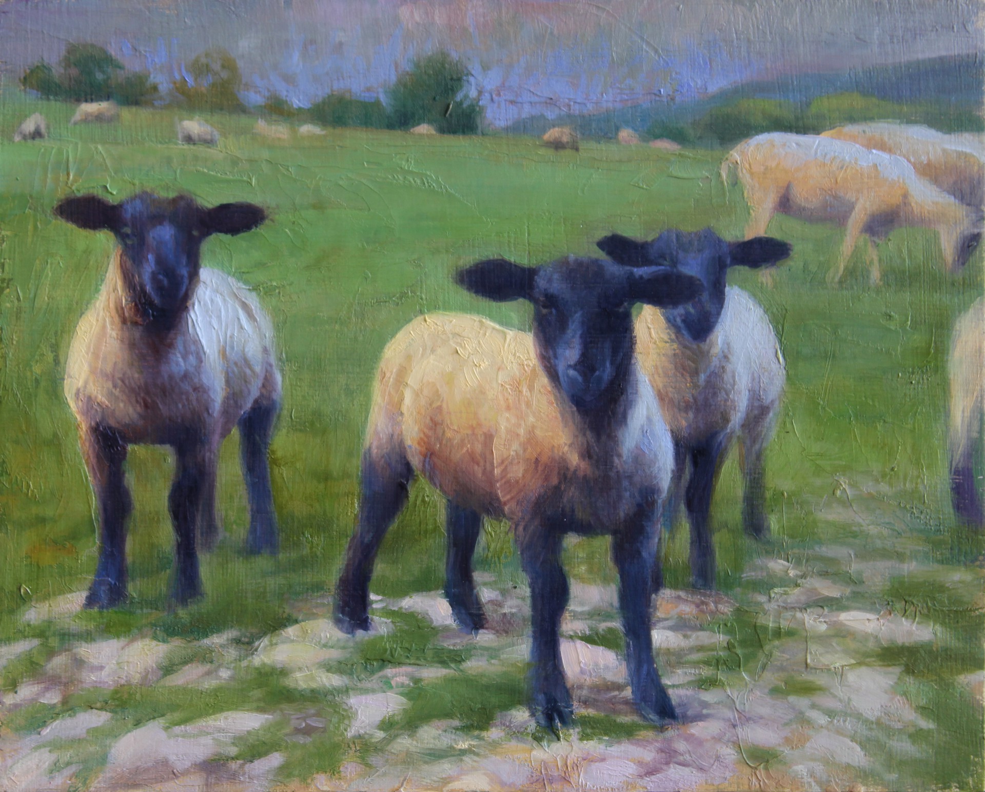 Cotswold Sheep by Adrienne Stein