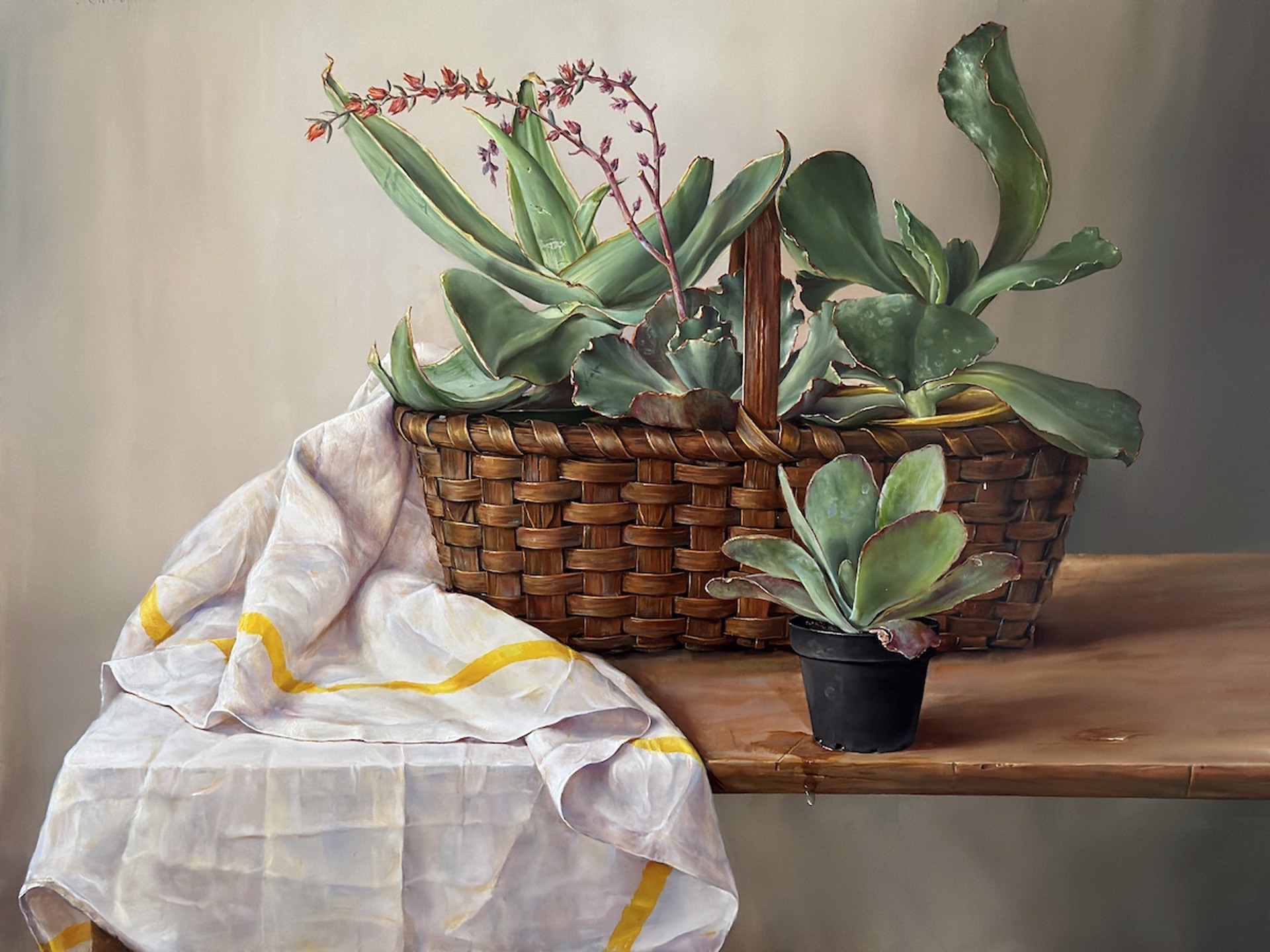 Succulents by Pamela Carroll