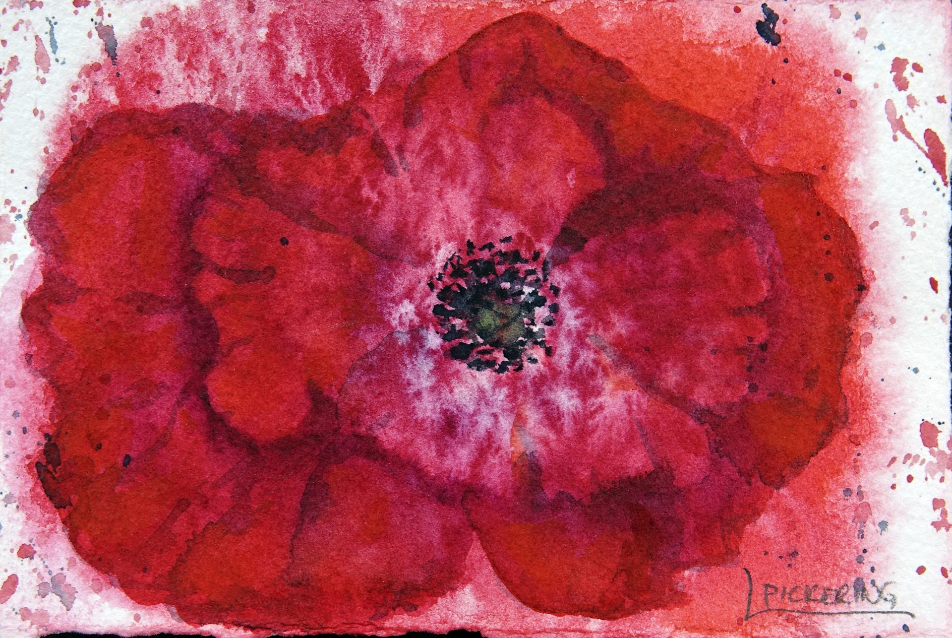 Red Poppy XXV by Laura Pickering