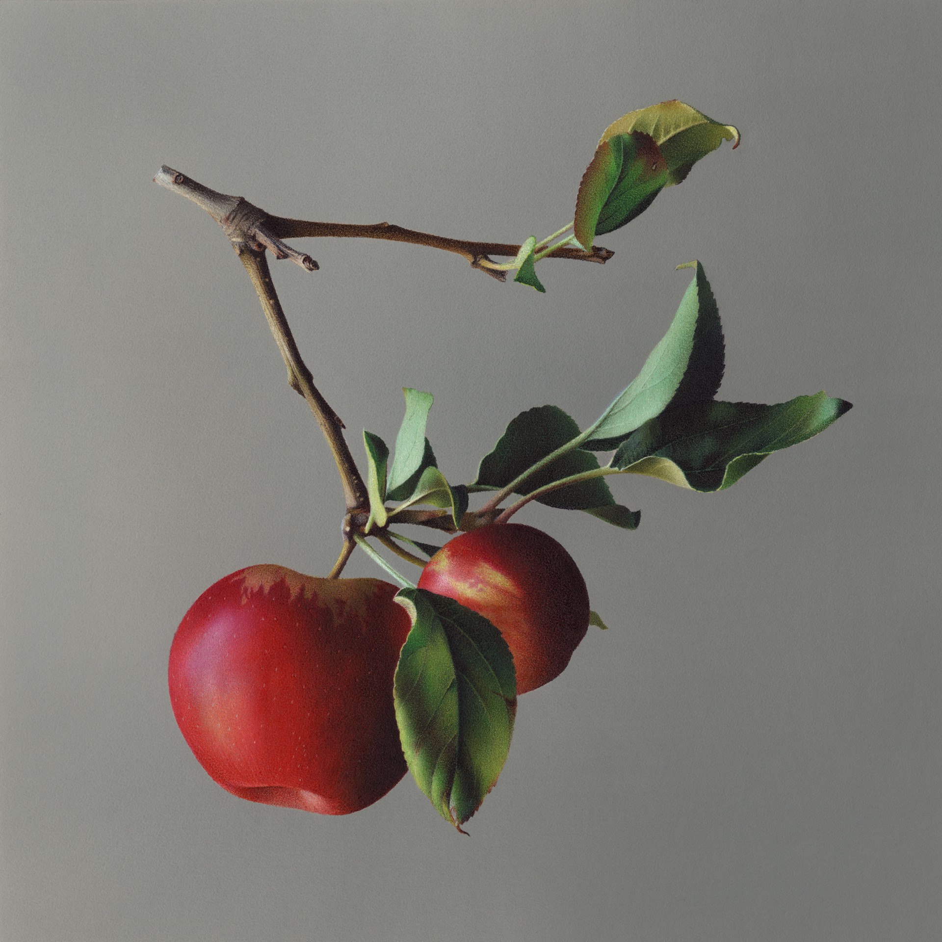 Apples by Megan Seiter