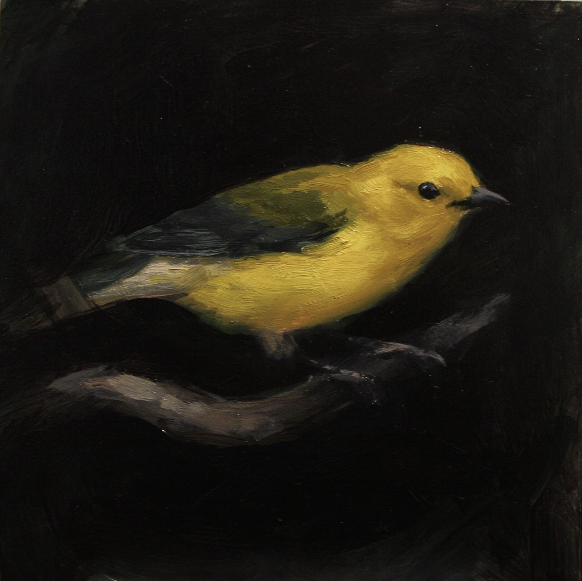 Prothonotary Warbler  by Larisa Brechun