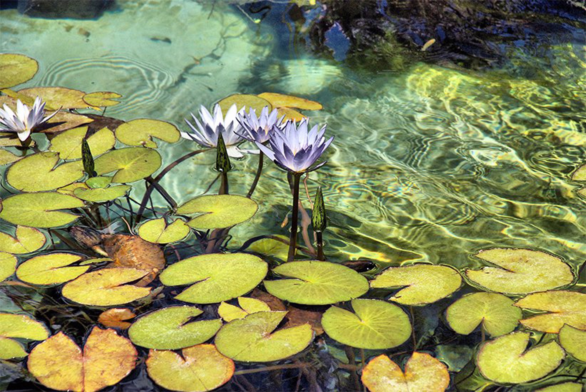 Water Lilies by Carl Shubs