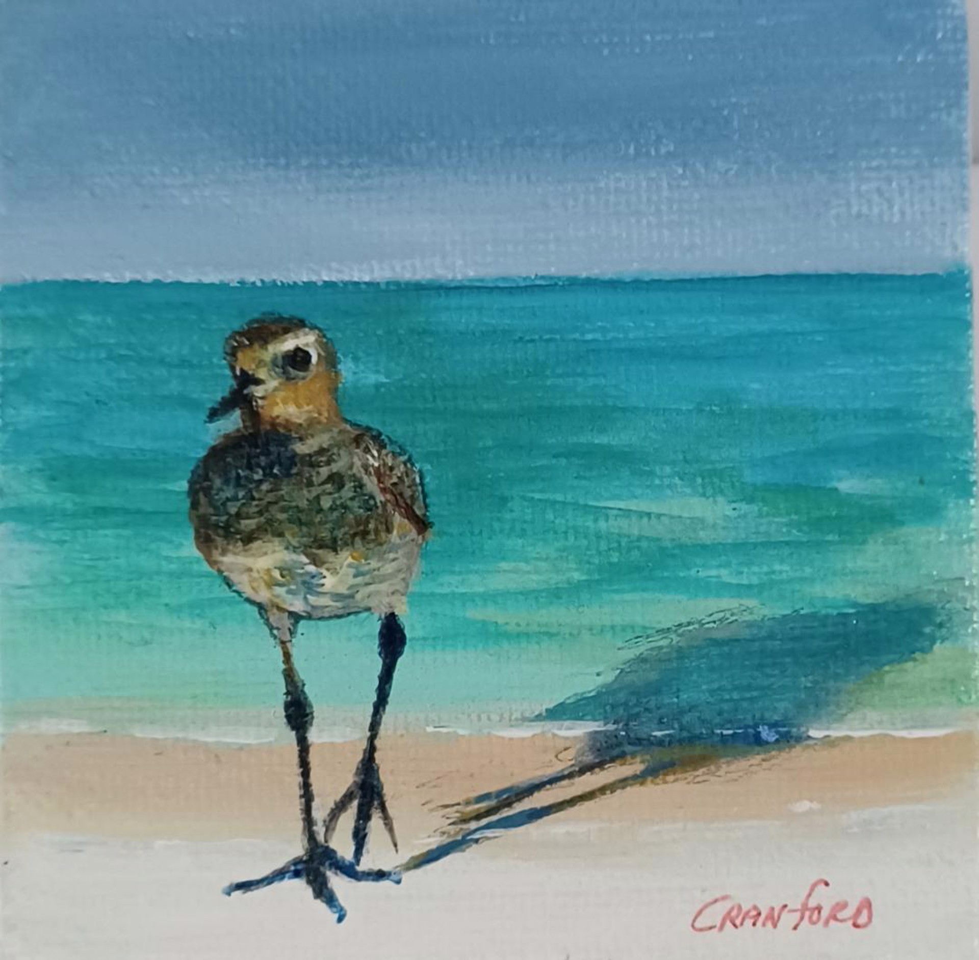 Baby Plover by Catherine Cranford