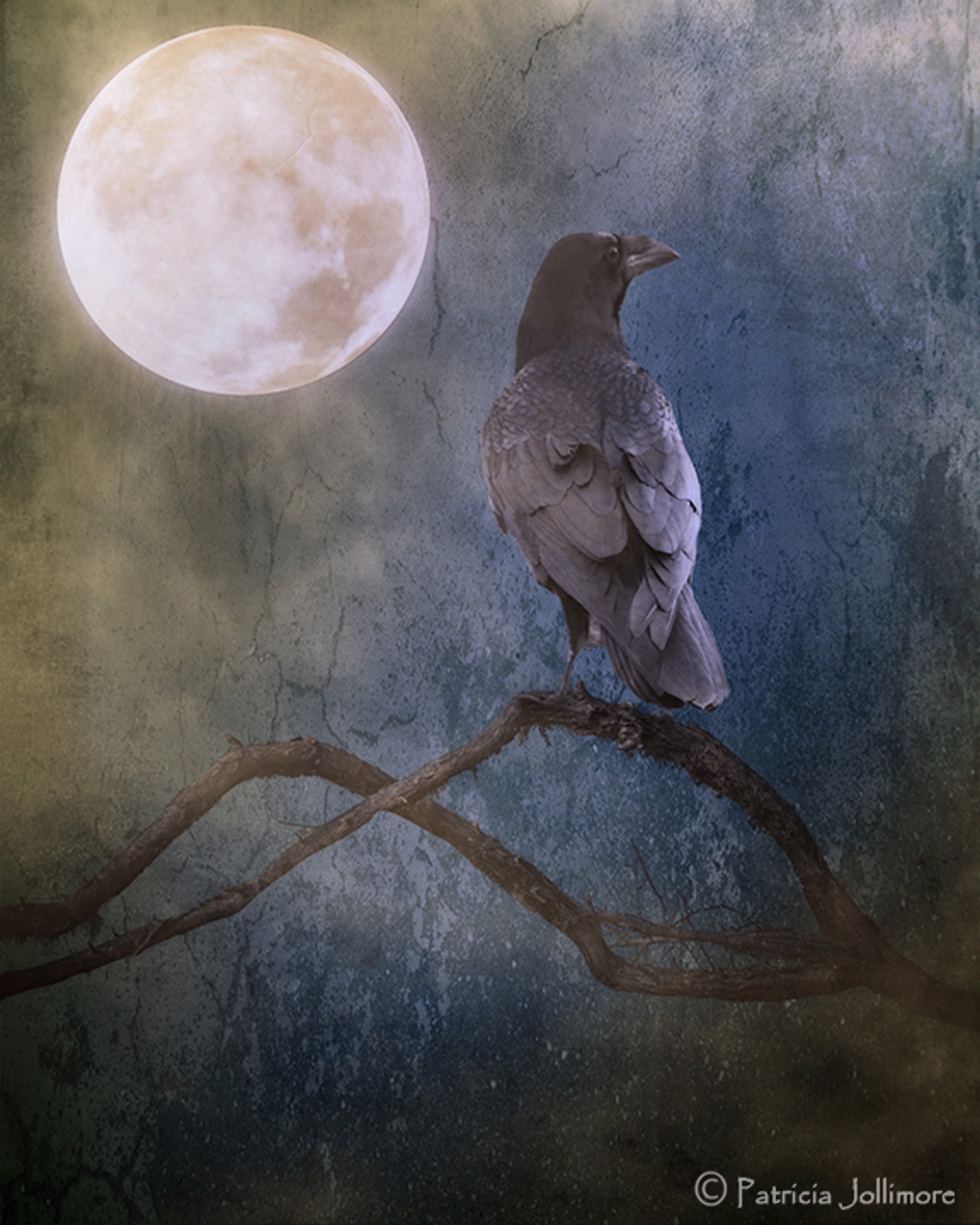 Basking in the Moonlight by Patricia Jollimore
