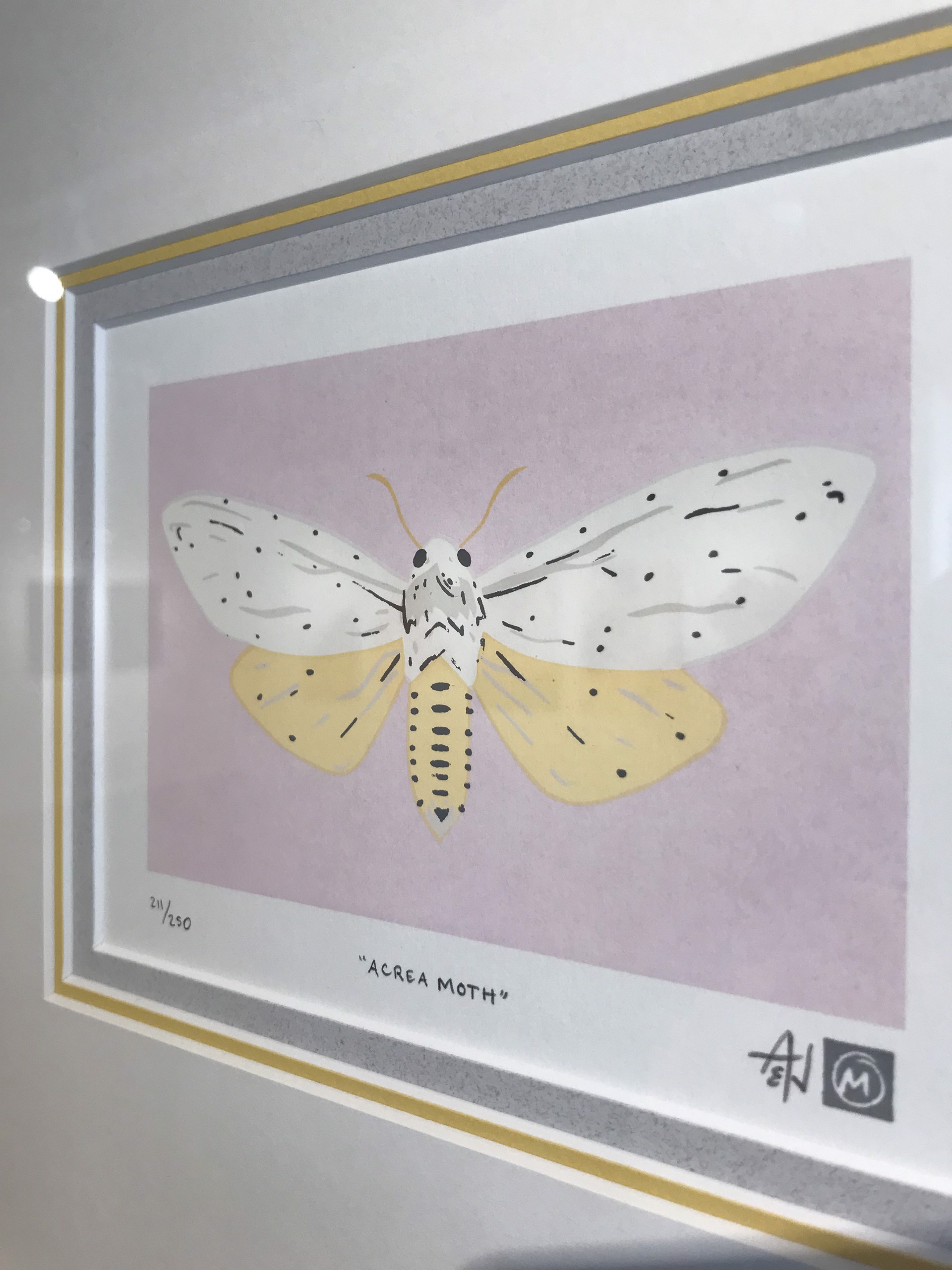 Acrea Moth by Allison & Jonathan Metzger