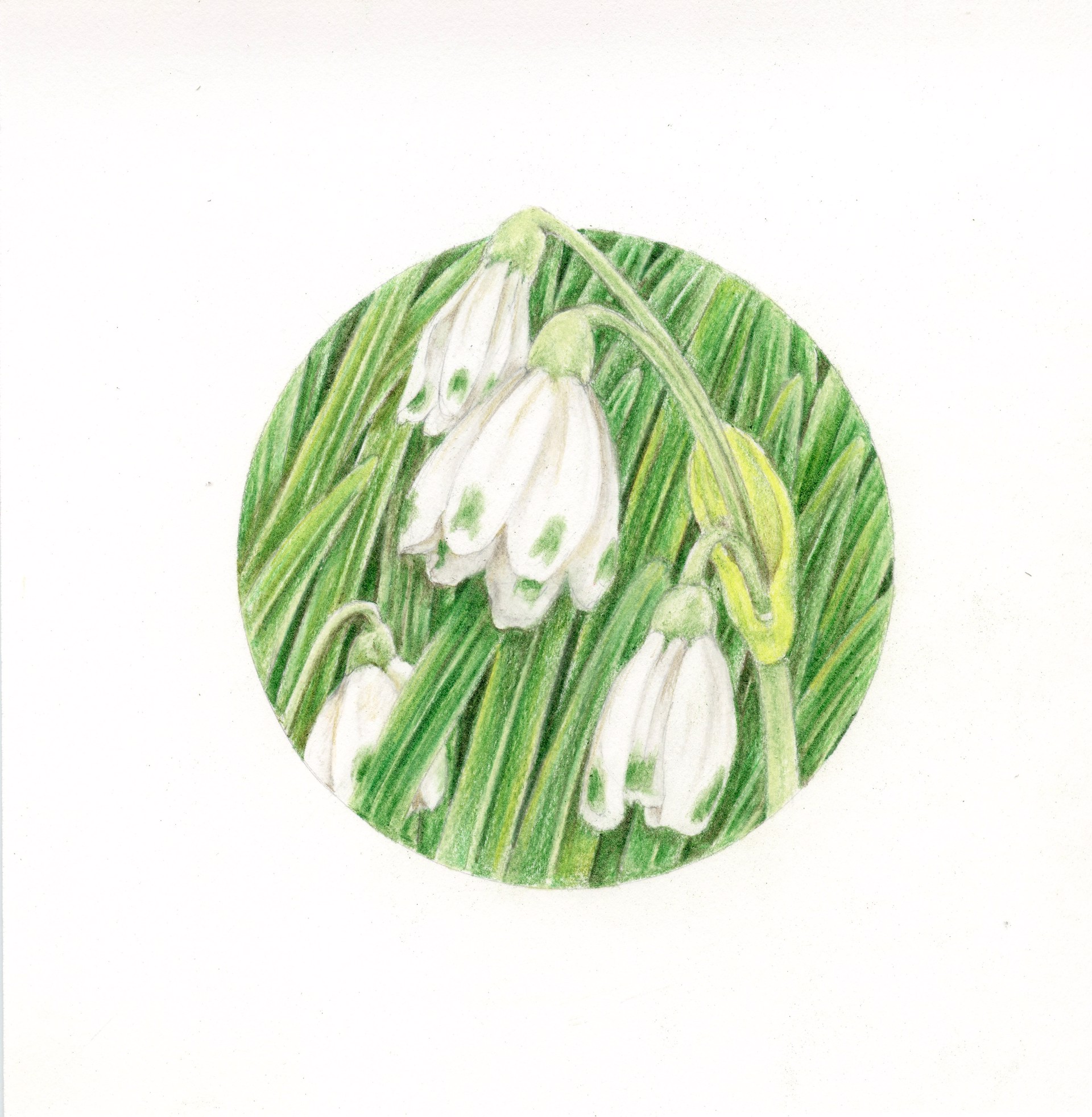 Snowdrops by Mary Lee Eggart
