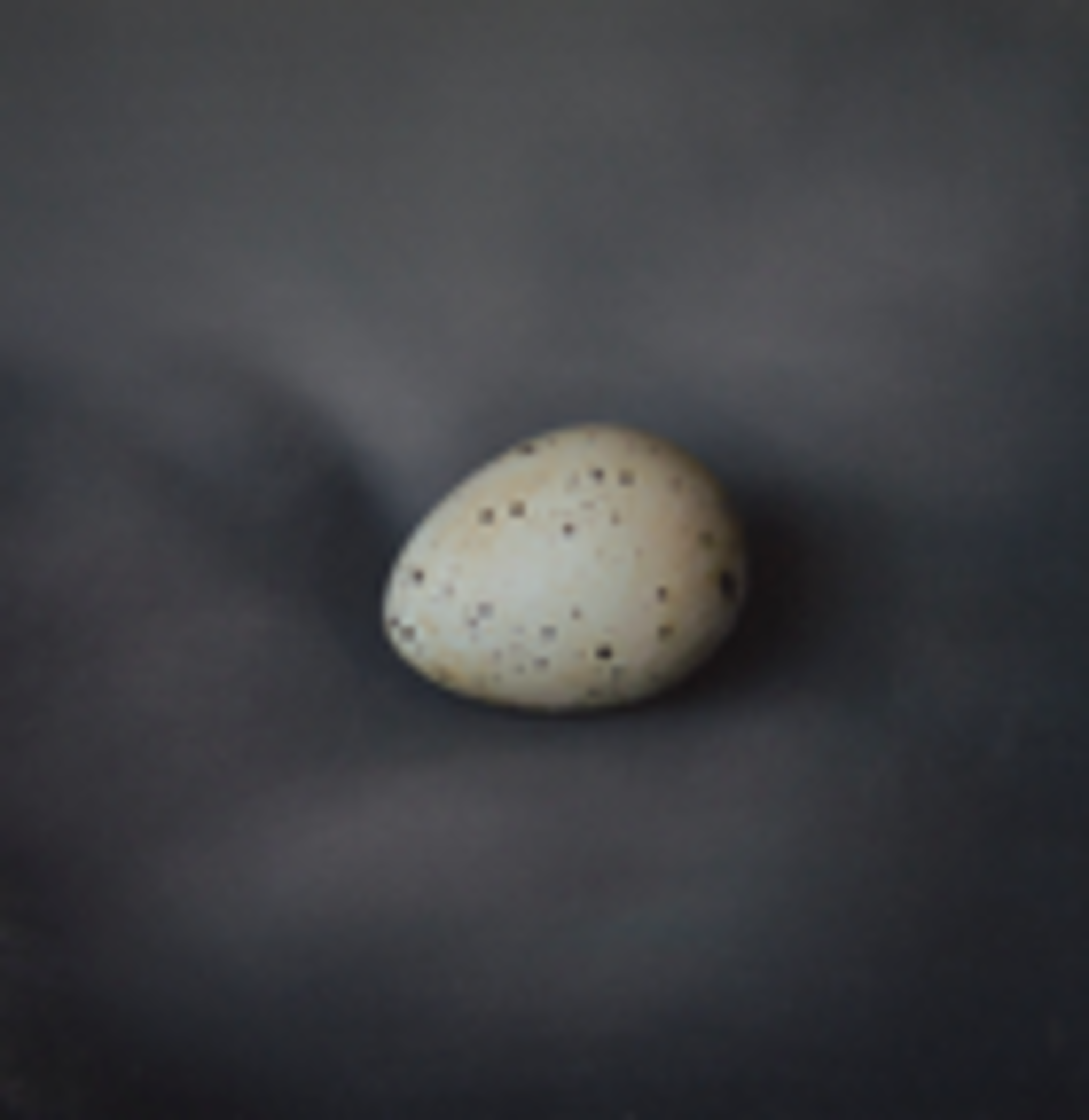 Quail Egg 21 by Kate Breakey