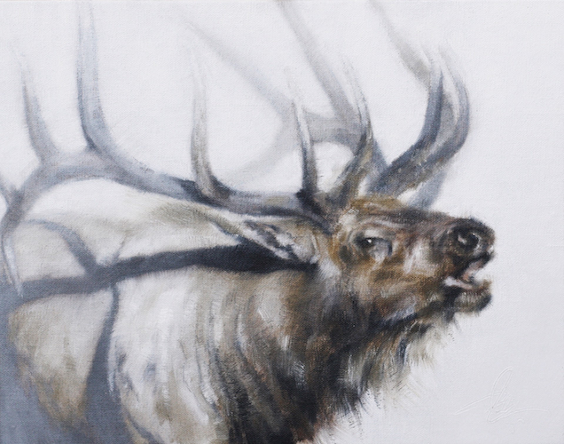 An Original Oil Painting Of a Bull Elk  Bugling With A White Background By Doyle Hostetler
