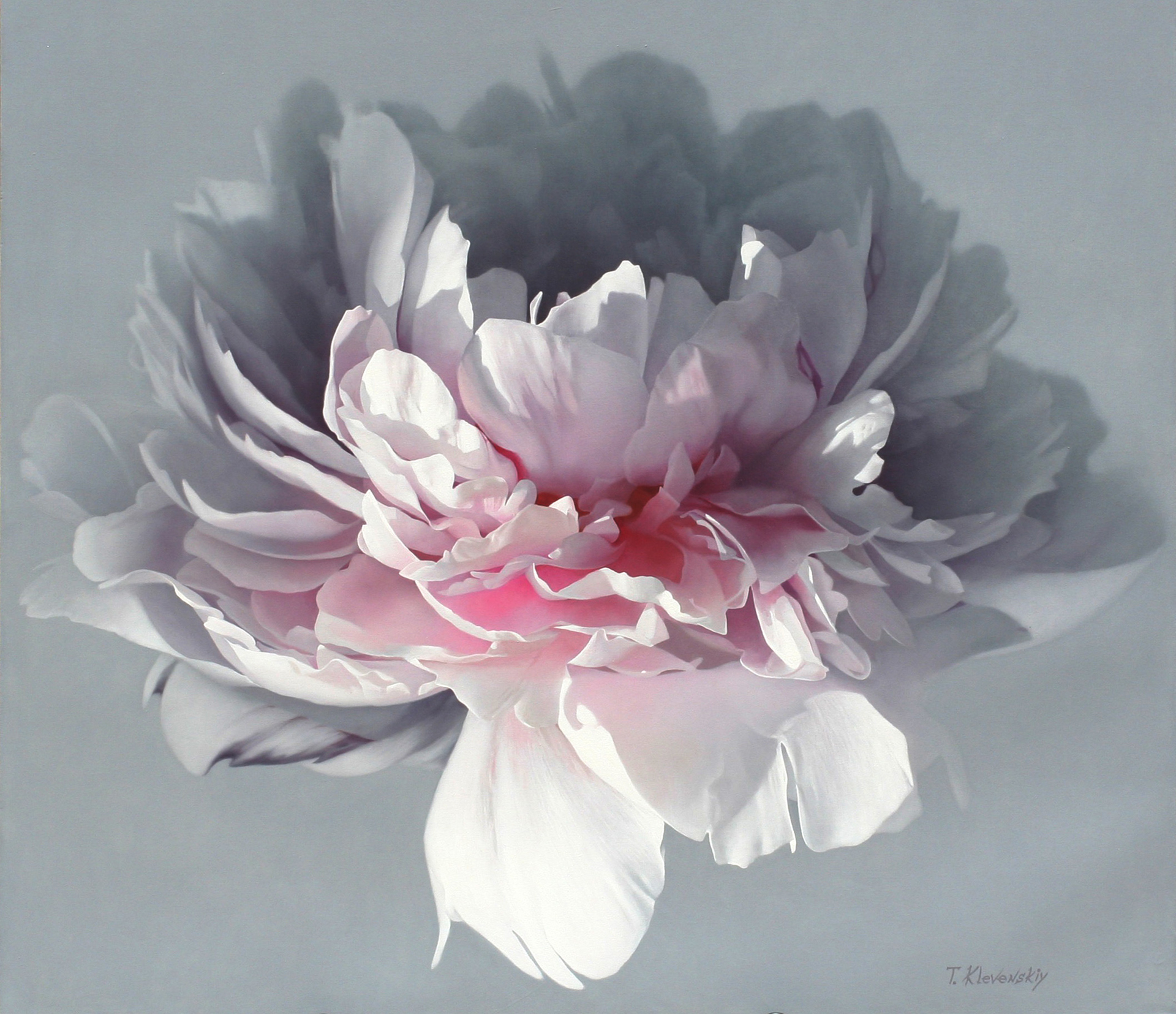 Pink Peony by Tatyana Klevenskiy