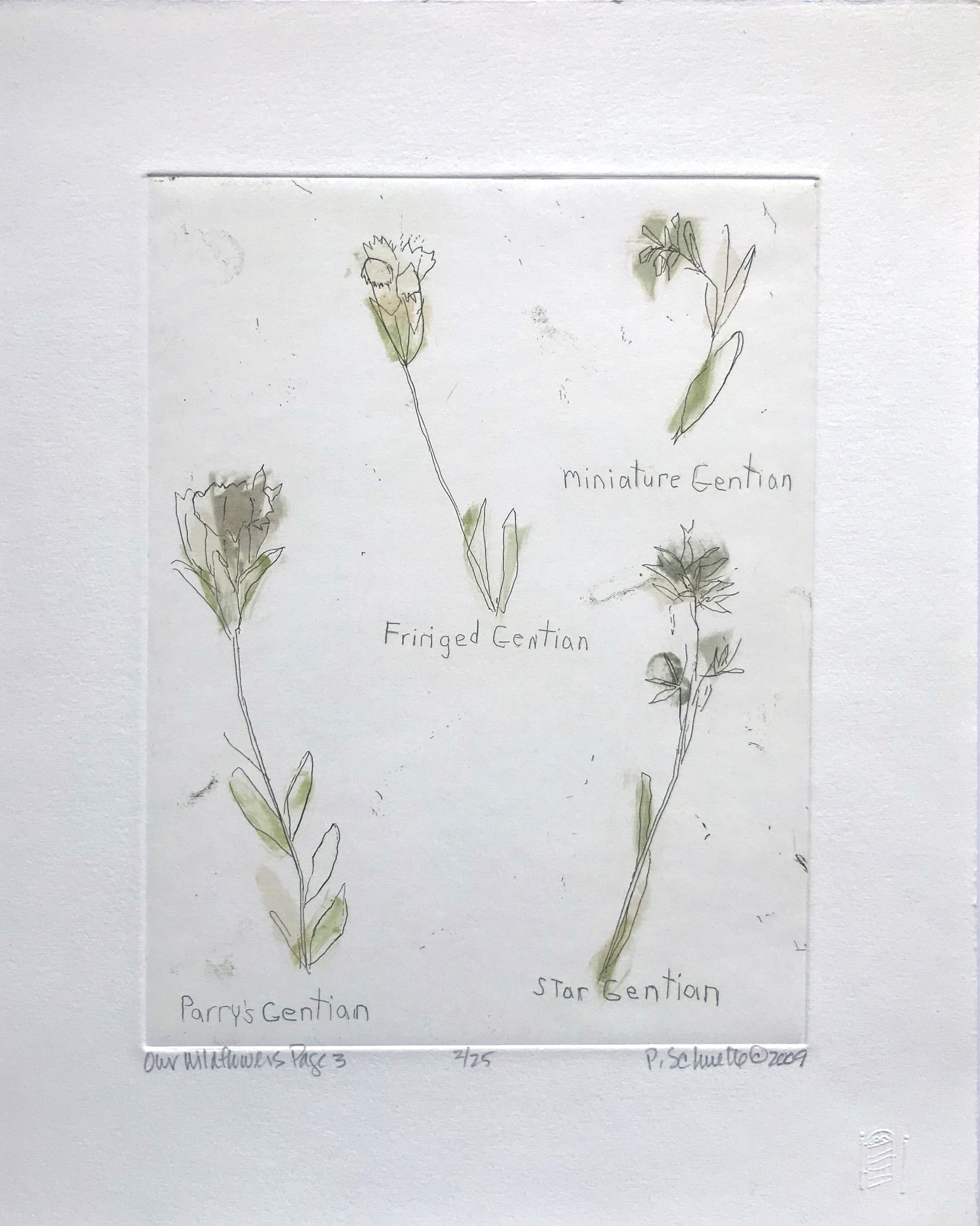 Our Wildflowers - Page 3 by Paula Schuette Kraemer