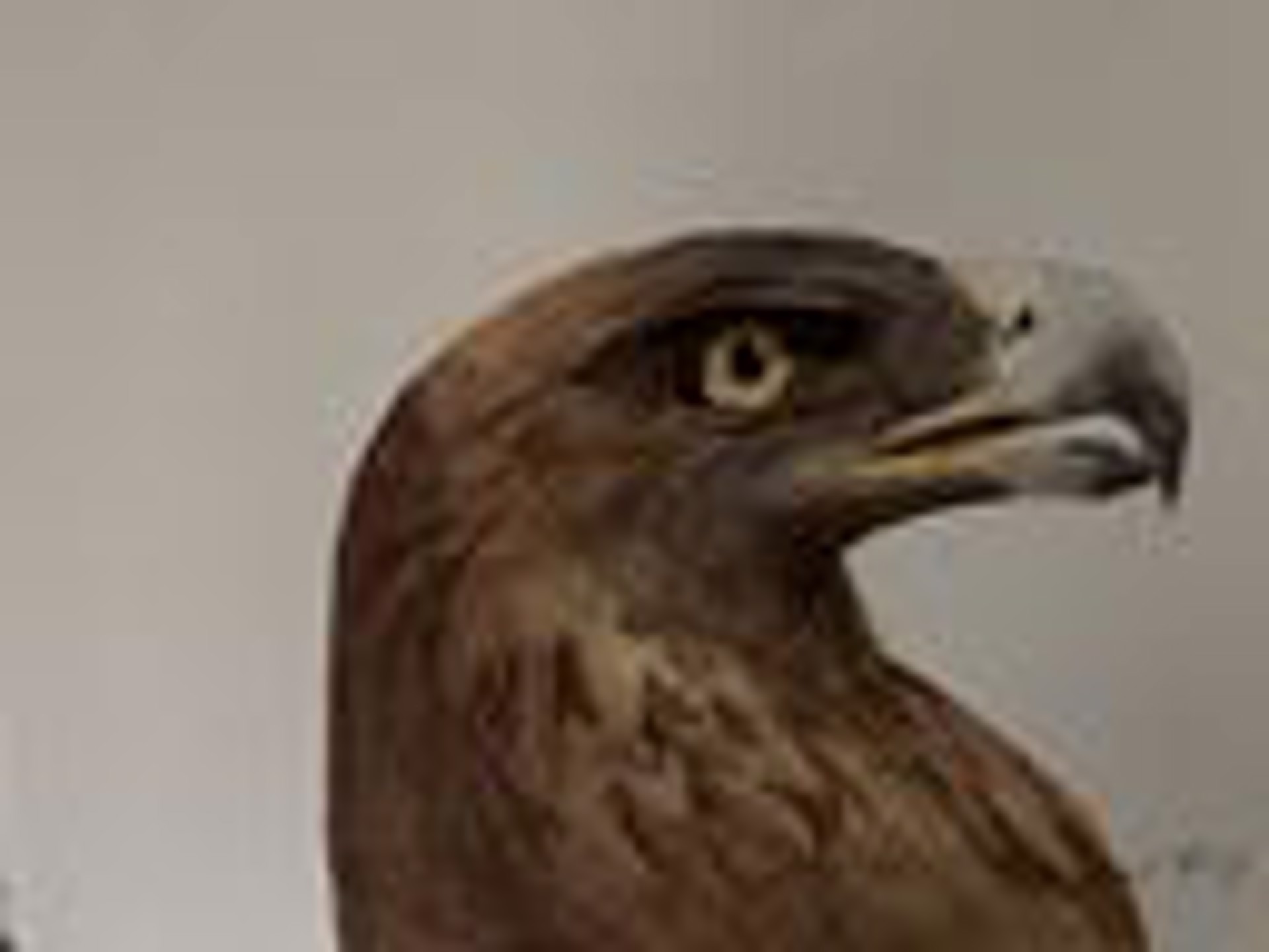 War Eagle by Carol King