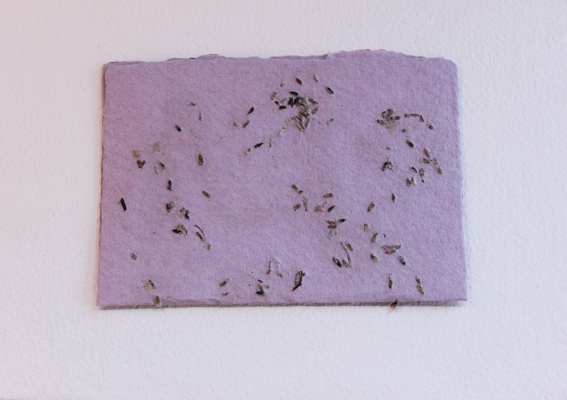 Notecard - Lavender Embedded by Beca Piascik