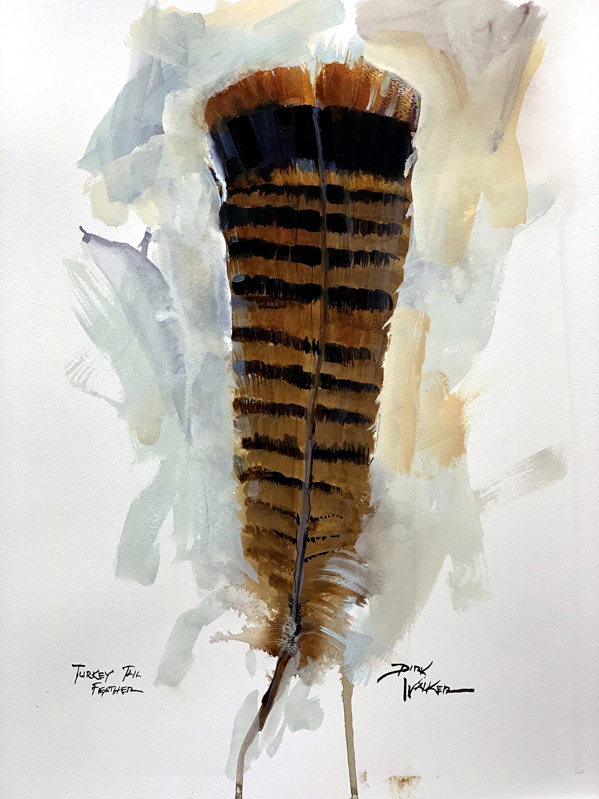 Turkey Tail Feather by Dirk Walker