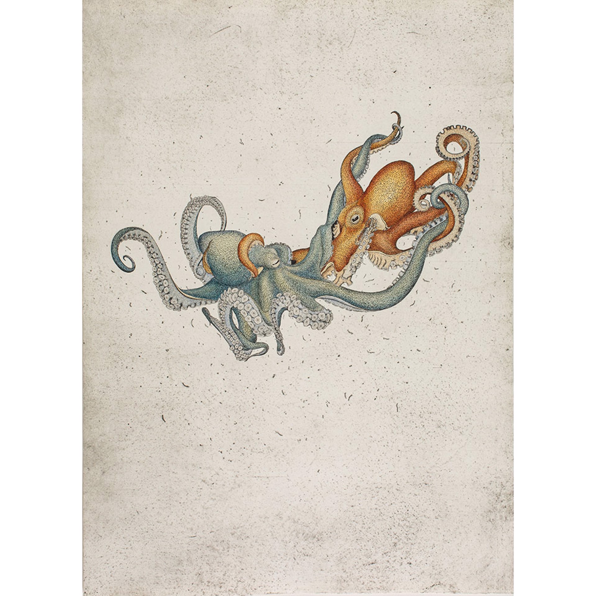 Octopus vulgaris by Briony Morrow-Cribbs