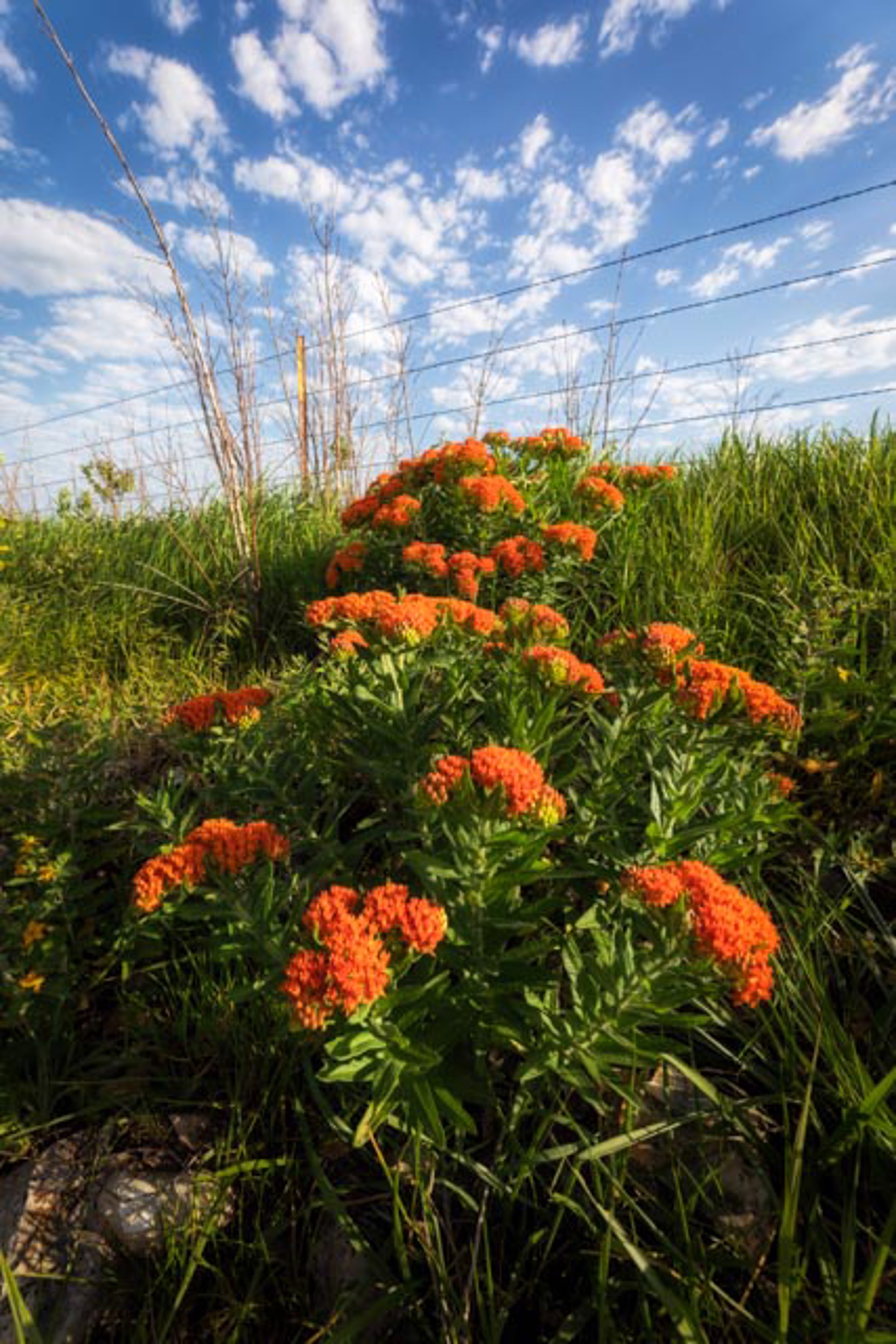 Prairie Wildflowers by Scott Bean