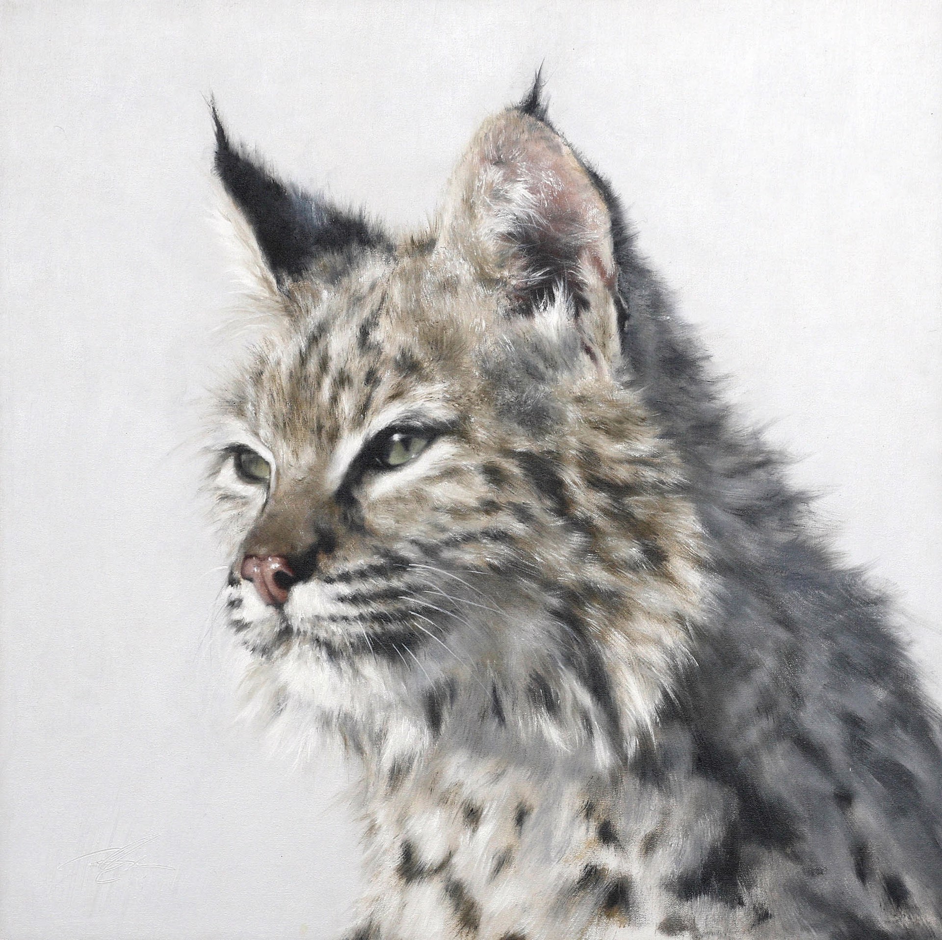 Original Oil Painting Featuring A Bobcat Portrait With White Background