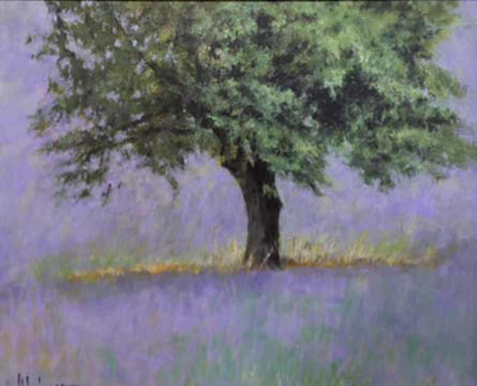 Springtime In The Lavender Fields by Aldo Luongo
