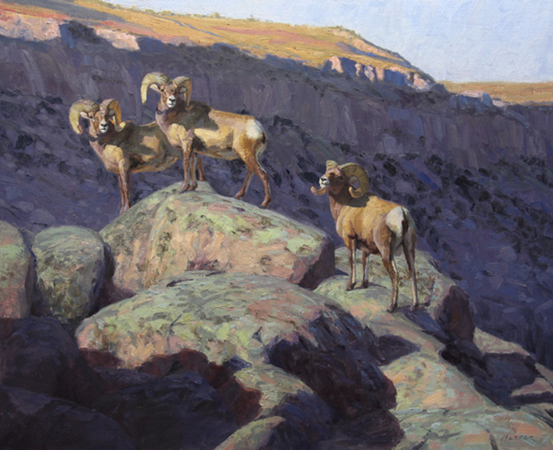 Canyon Shadows (Big Horn Sheep) by William Alther
