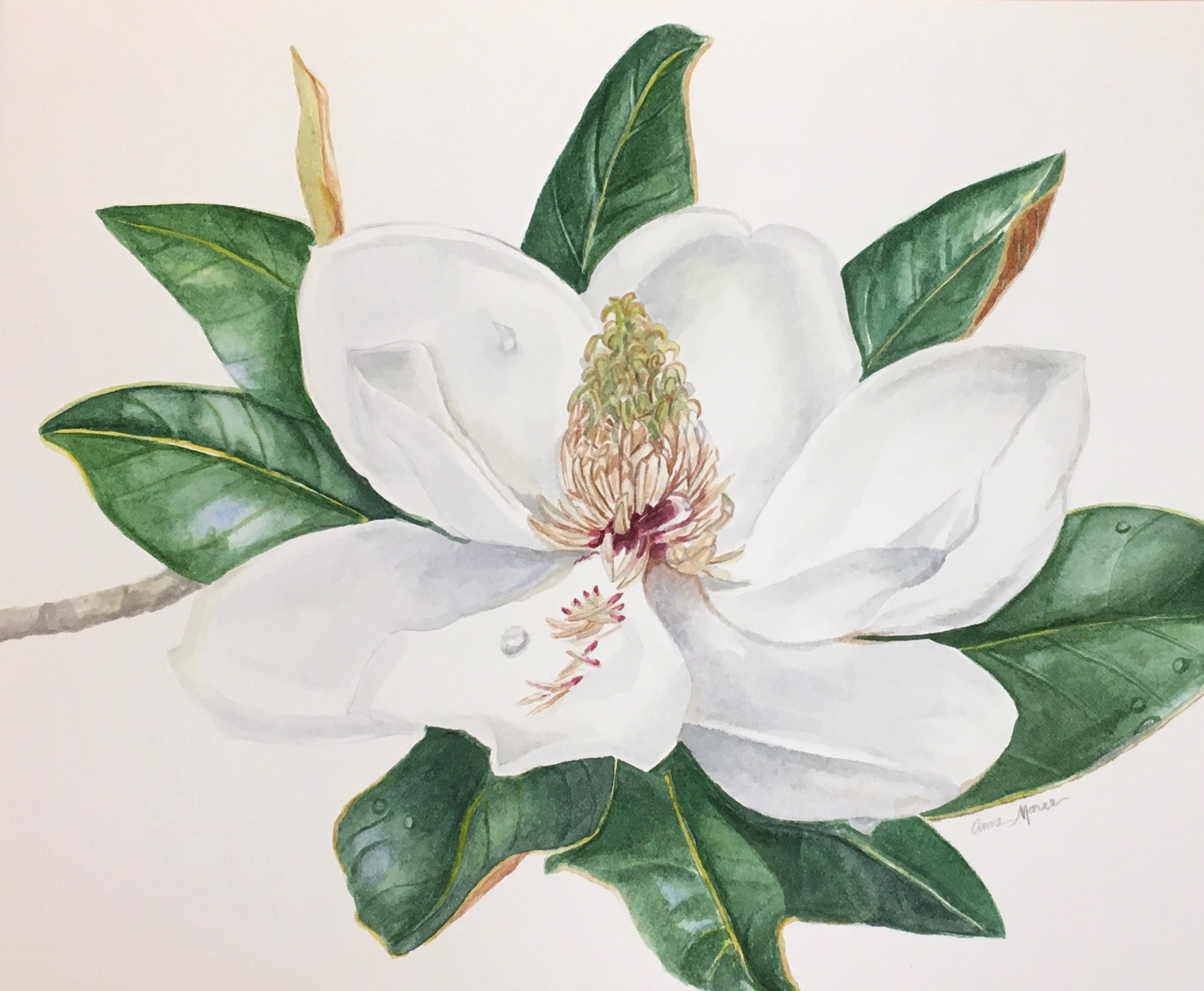 Magnolia Grandiflora by Anne Maree Lawrence