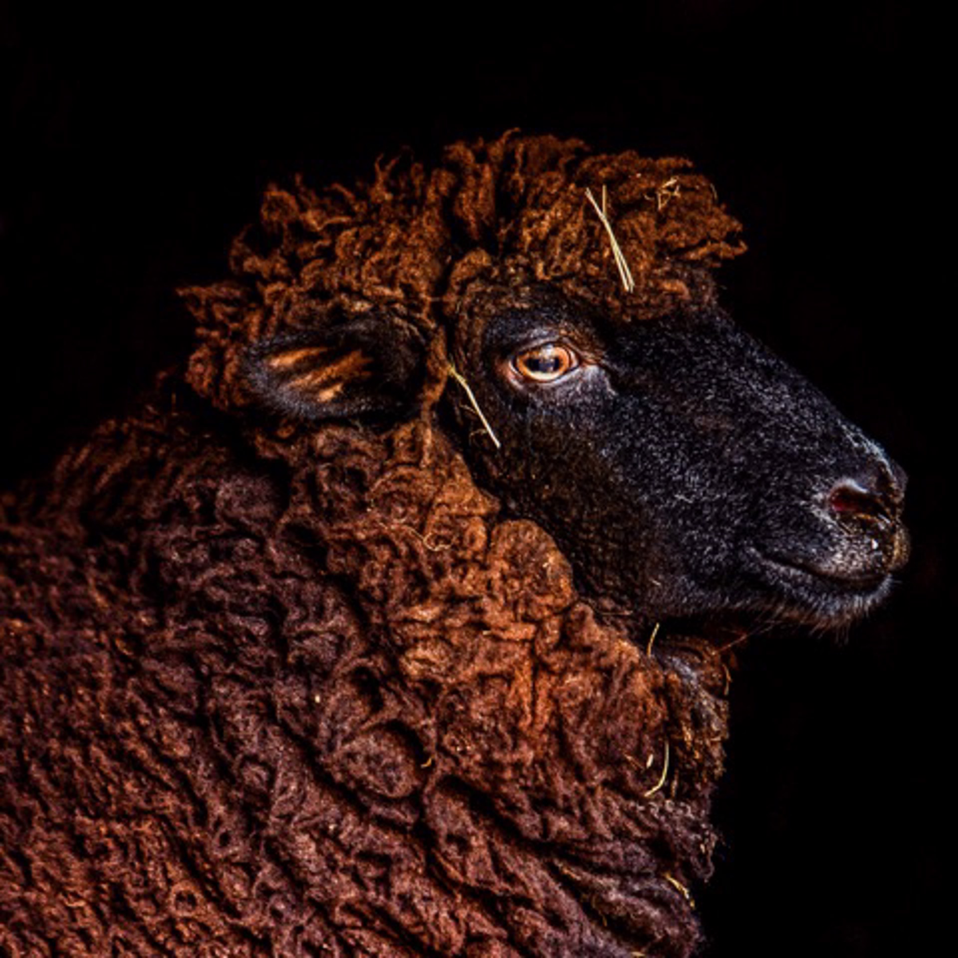 Sheep Portrait  by Rob Brinson