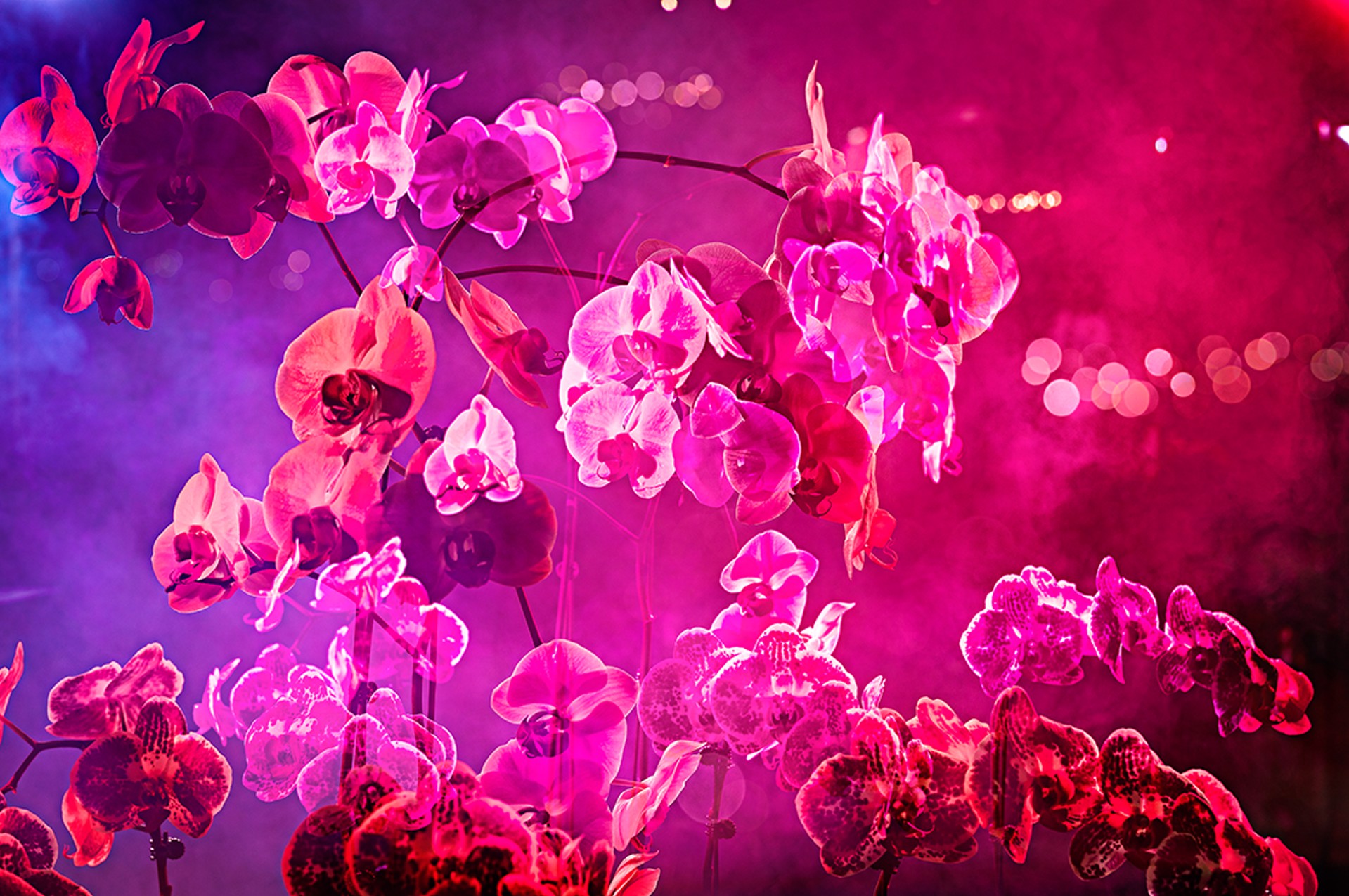 Smokey Orchids by David Drebin