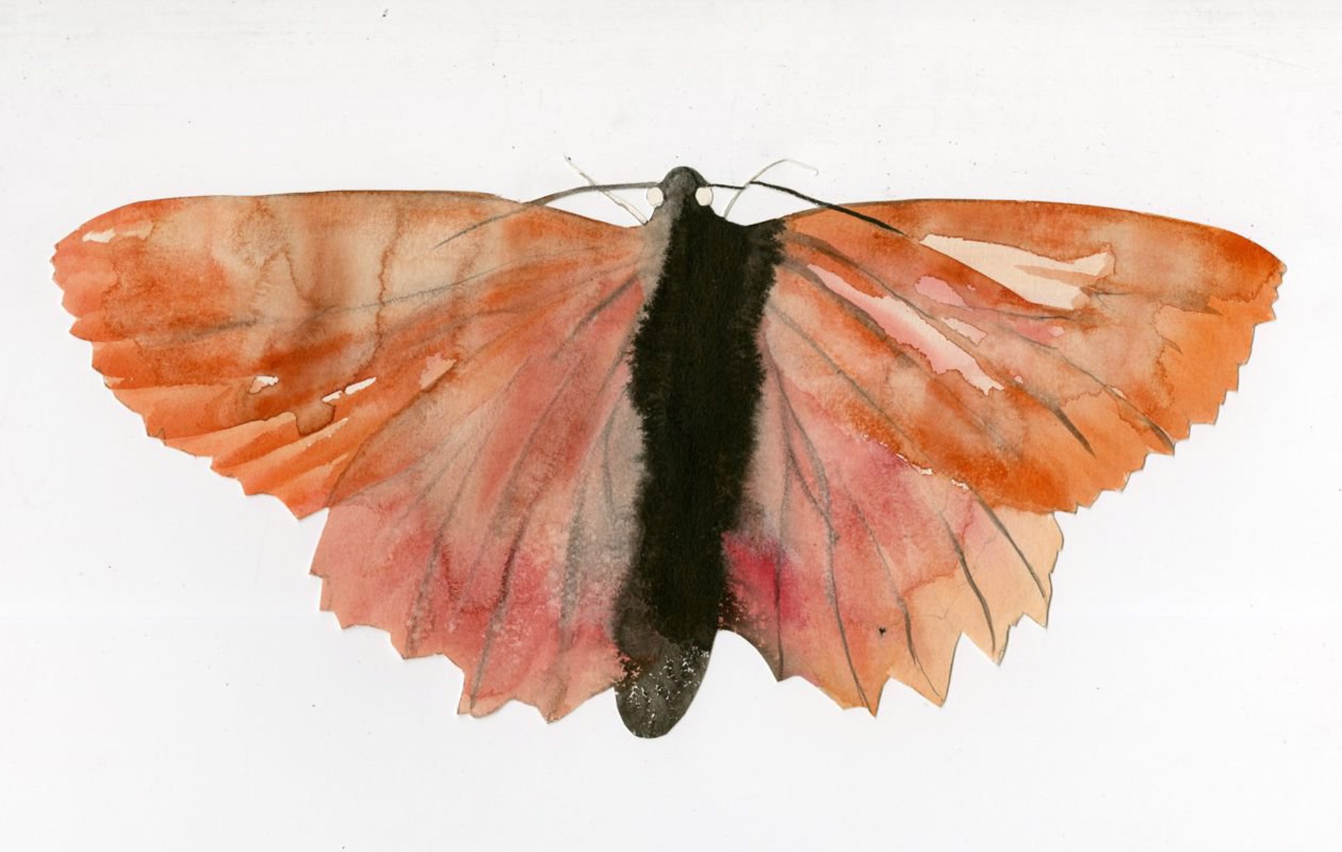 Orange Moth Cut Out by Jim Holyoak