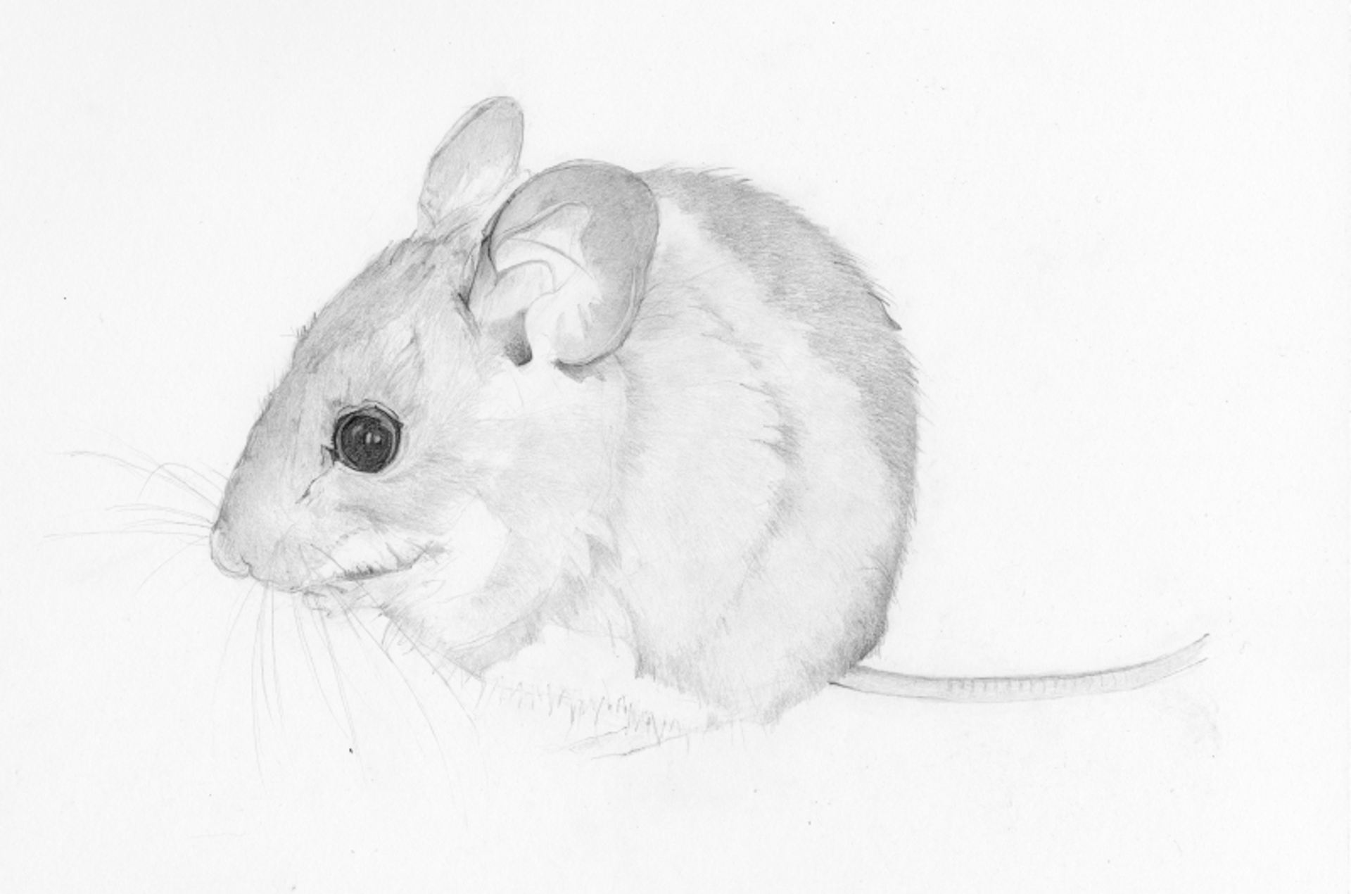 Field Mouse by Heather Lancaster