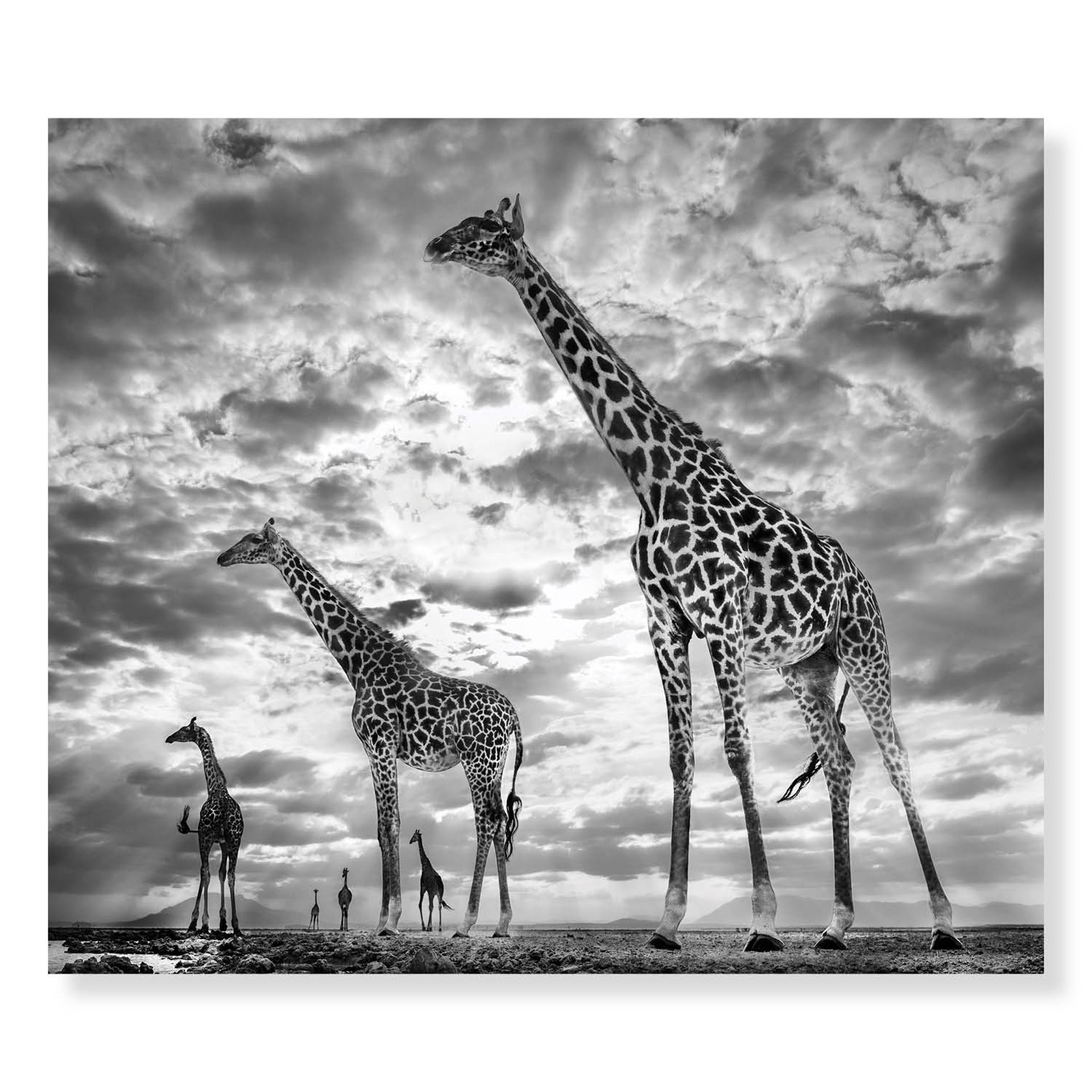 Keeping Up With The Crouches by David Yarrow