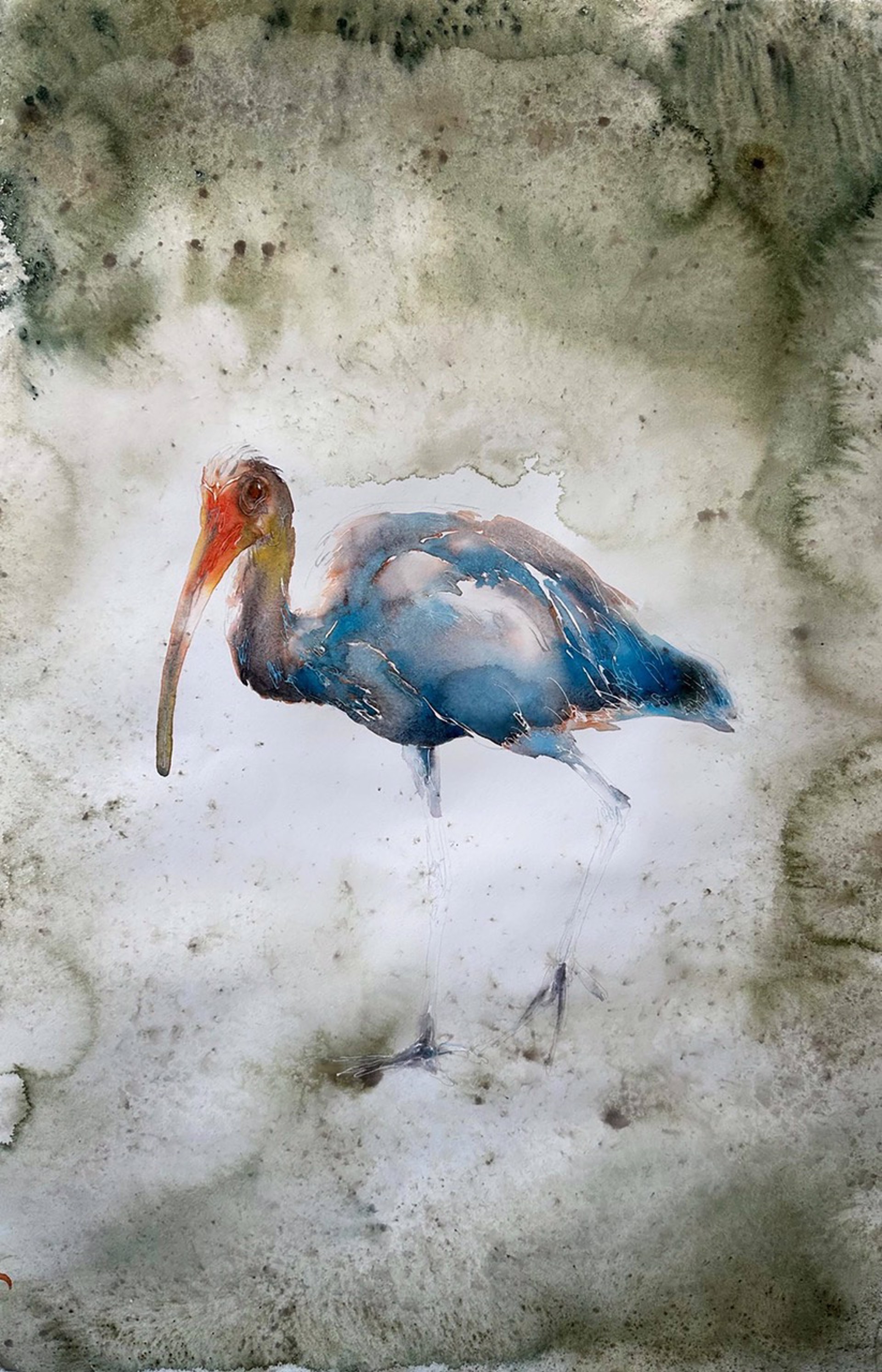 Birds of Florida -  Ibis by Carol Carter