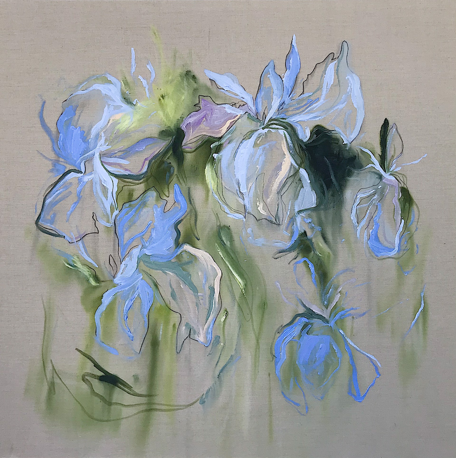 Iris Study 2- HOLD by Marcy Cook Vreeland