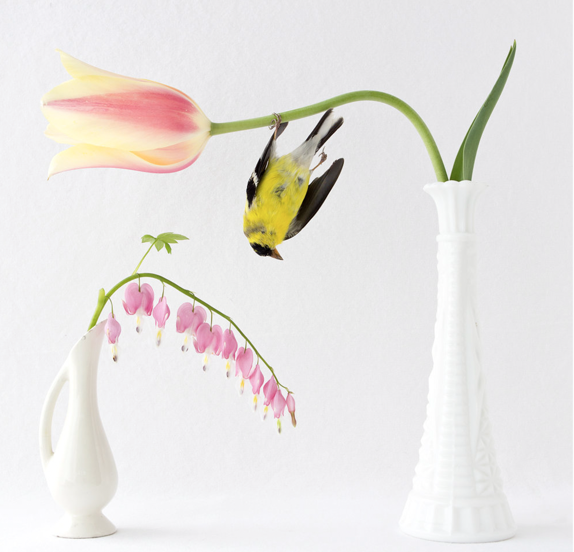 Still Life with Goldfinch, Bleeding Heart, andTulip by Kimberly Witham