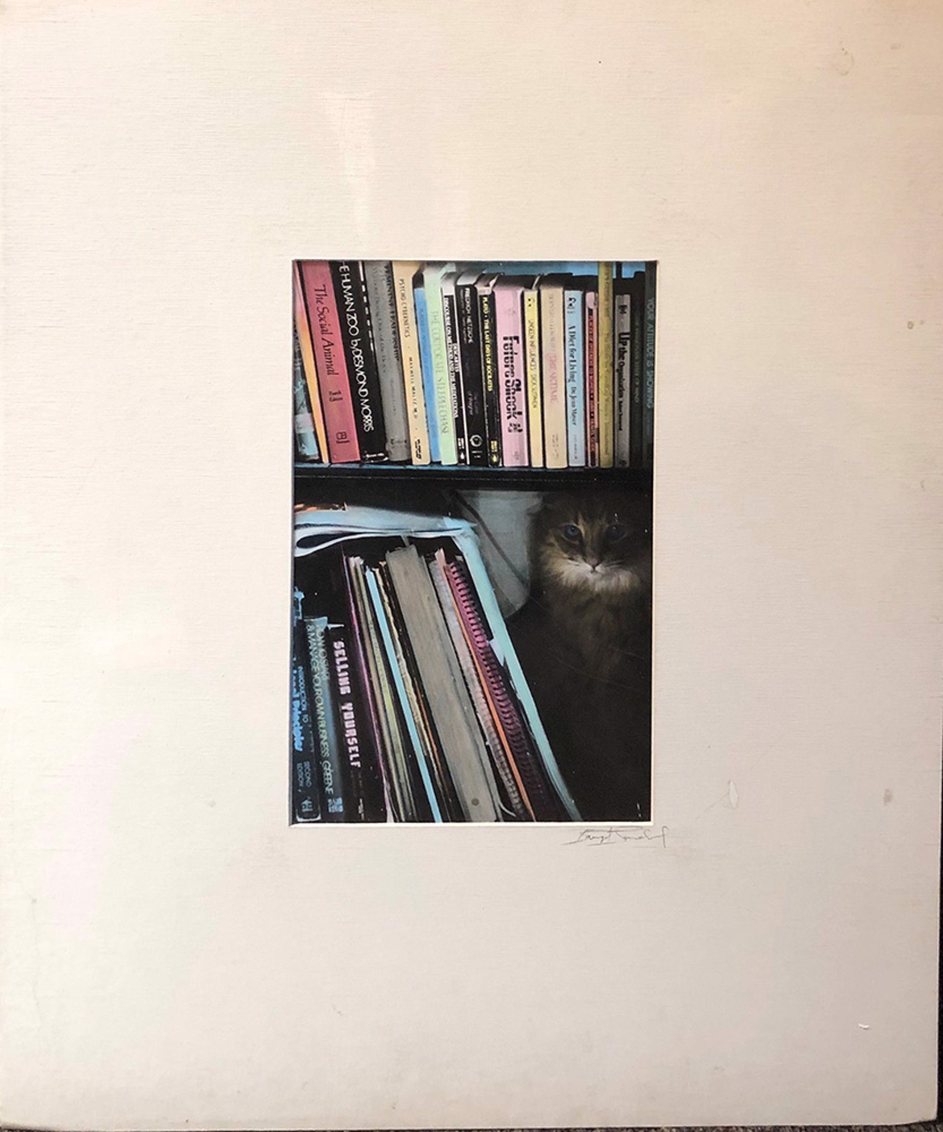 Cat With Books by Bridgette Sandoval