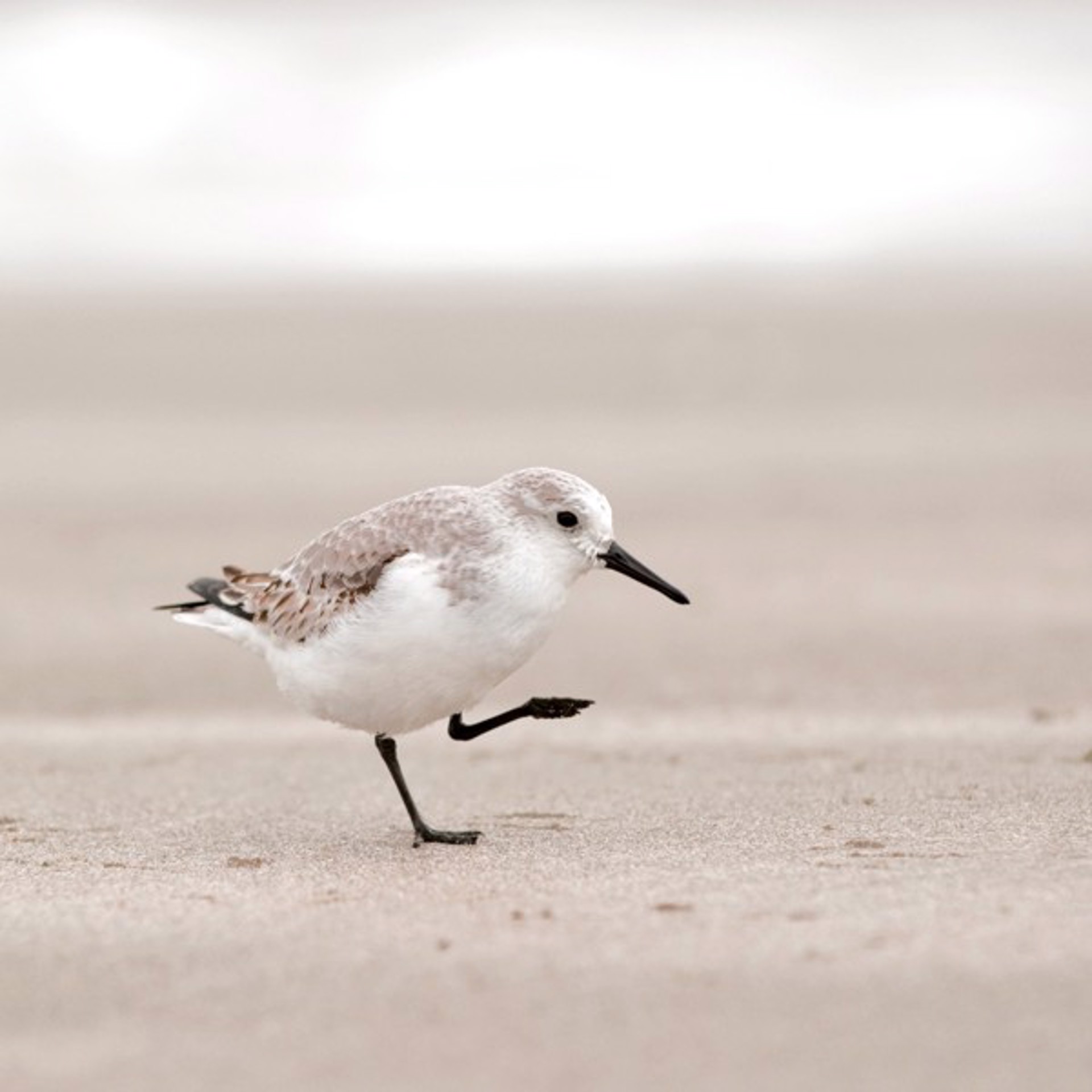 Sandpiper, III by Penny Hoey