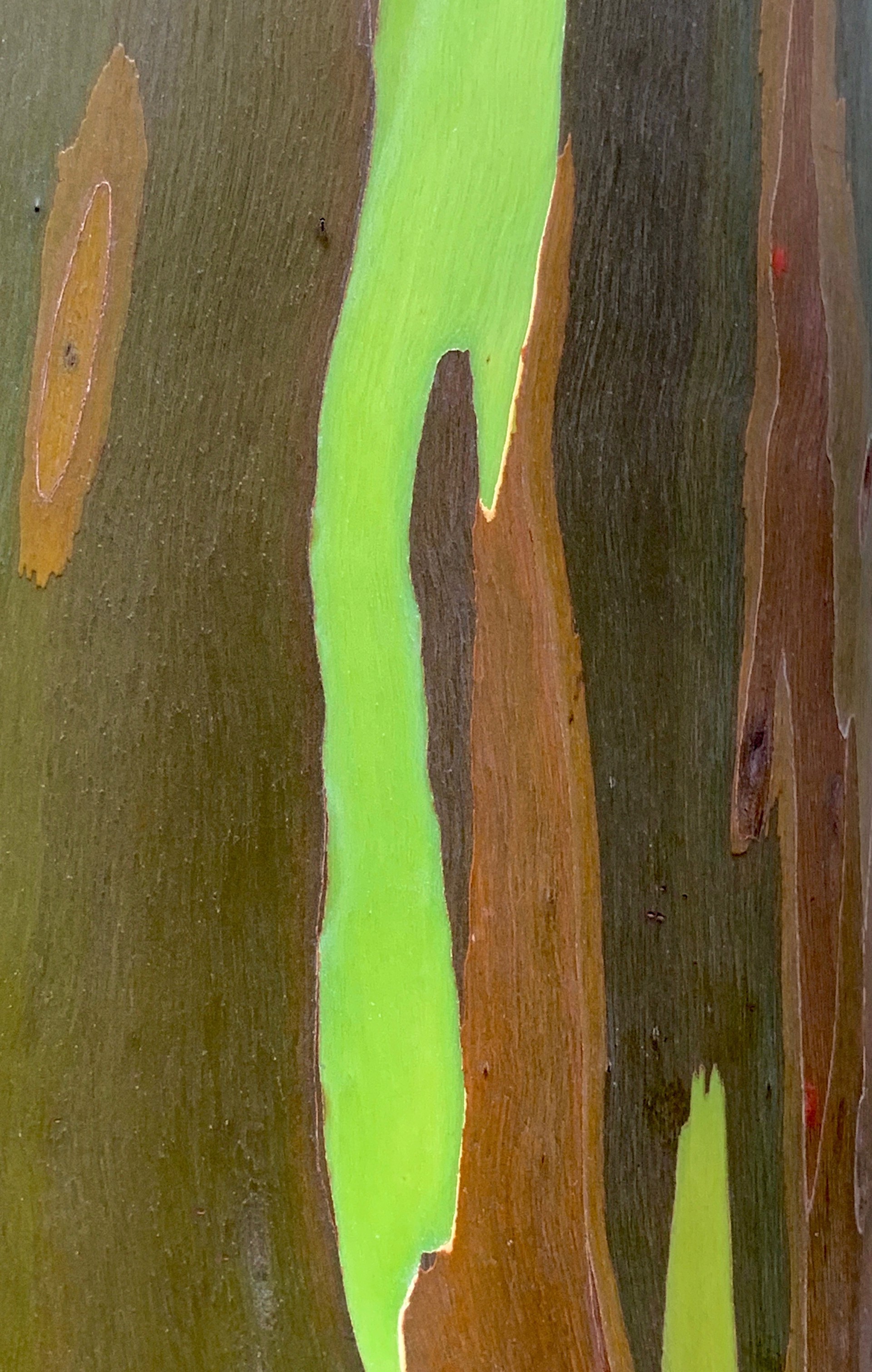 Rainbow Eucalyptus Tree, Florida 2 by Amy Kaslow