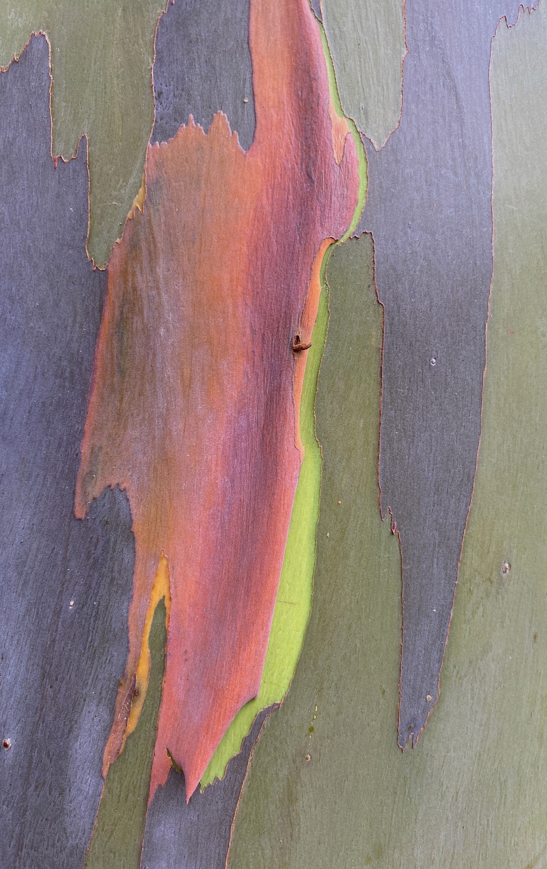 Rainbow Eucalyptus Florida 9 by Amy Kaslow