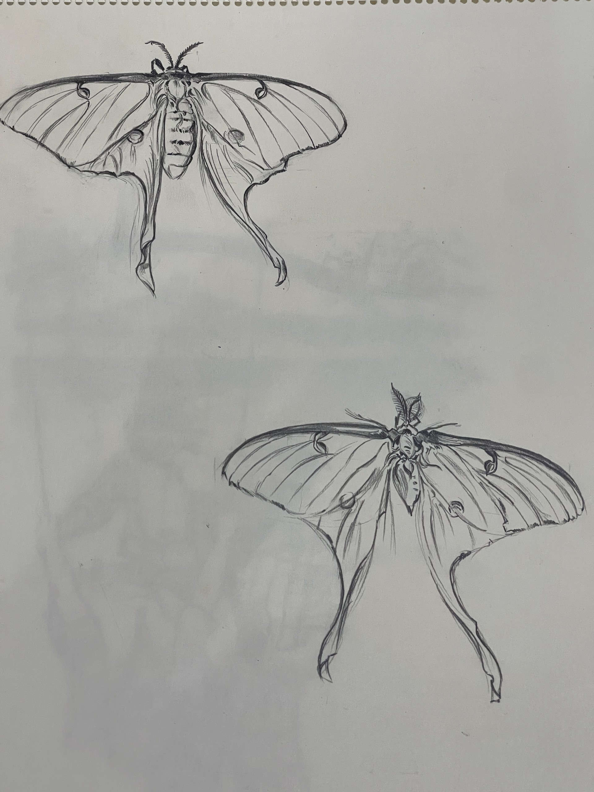 Butterflies by Shirley Rabe' Masinter