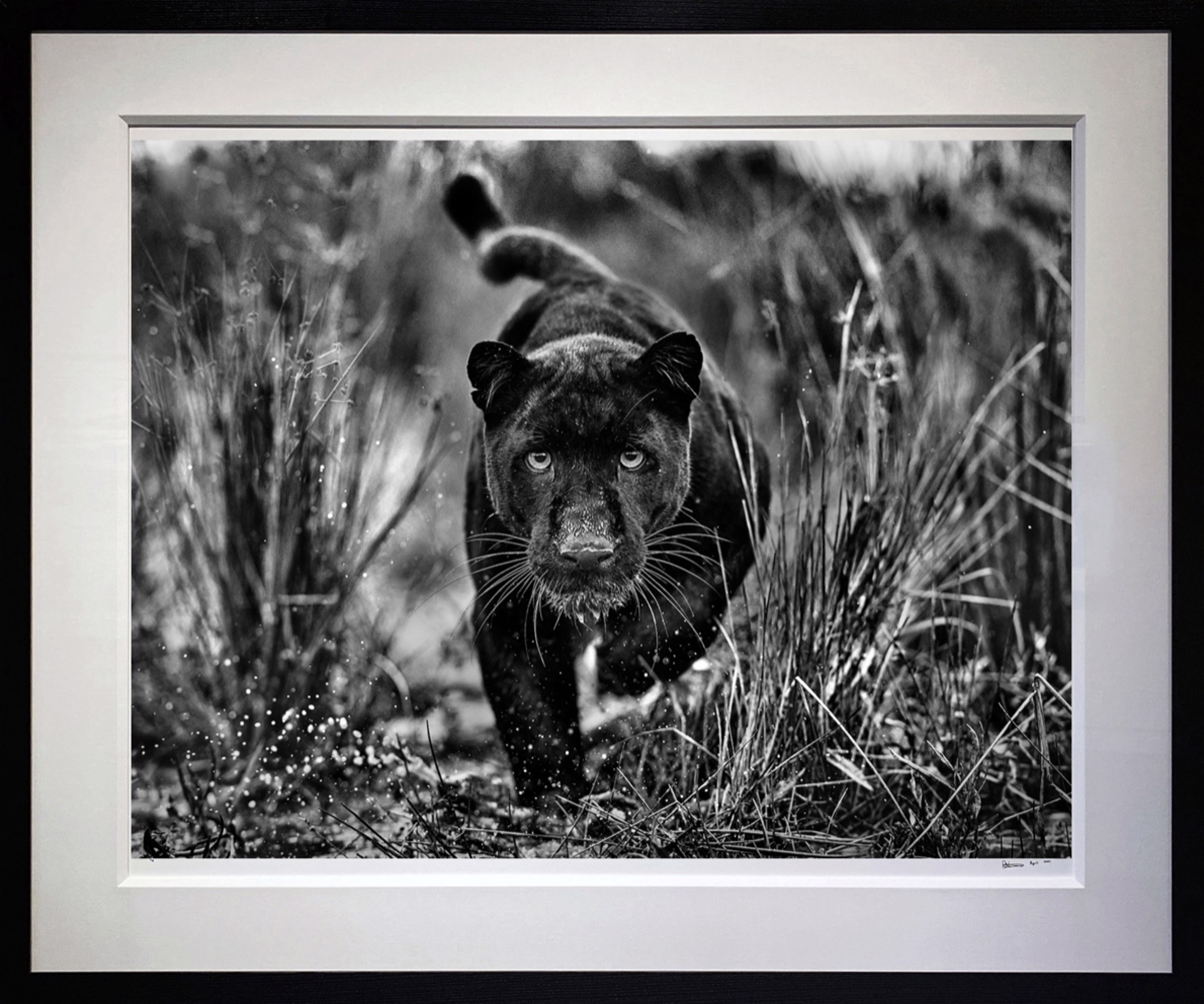 Black Panther Tales by David Yarrow
