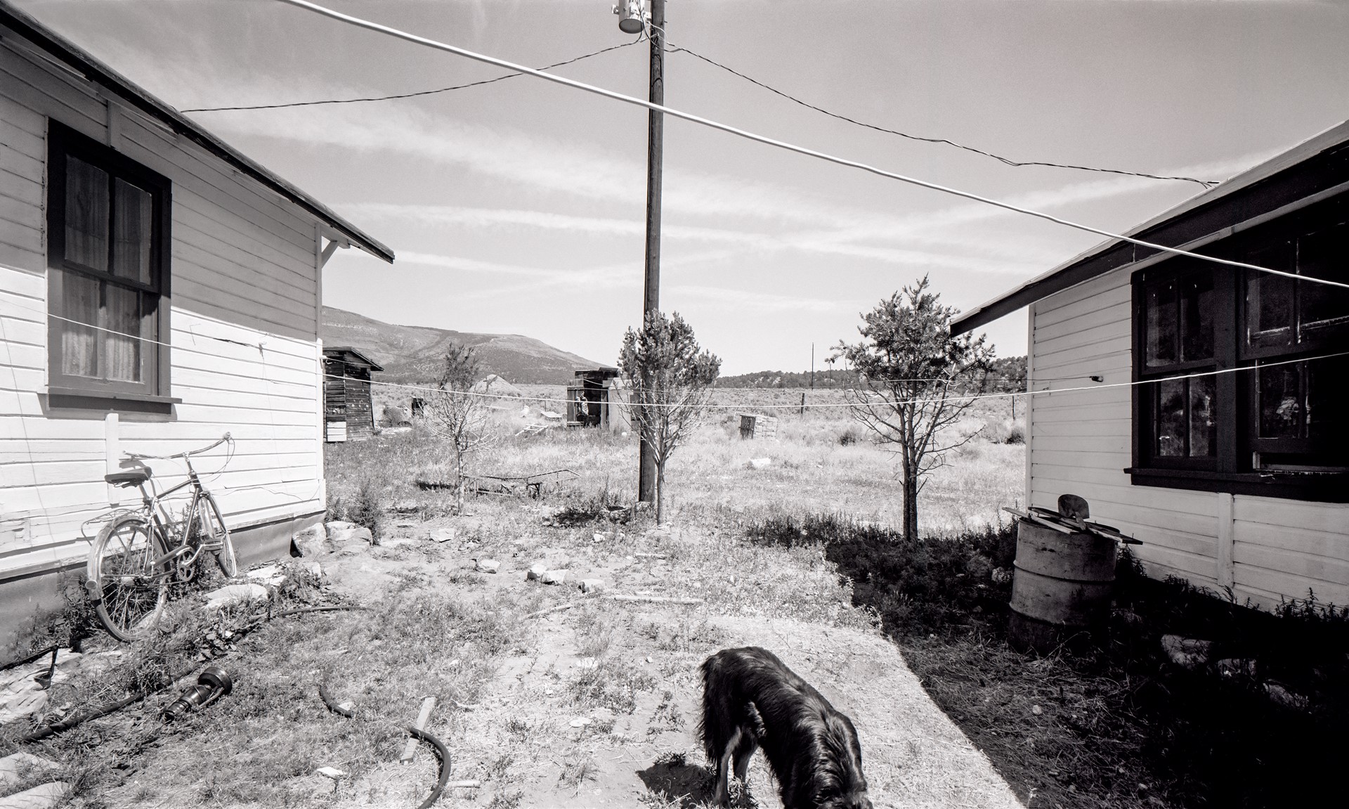 Kodak, Exploring His New Home, McCoy, Colorado by Lawrence McFarland