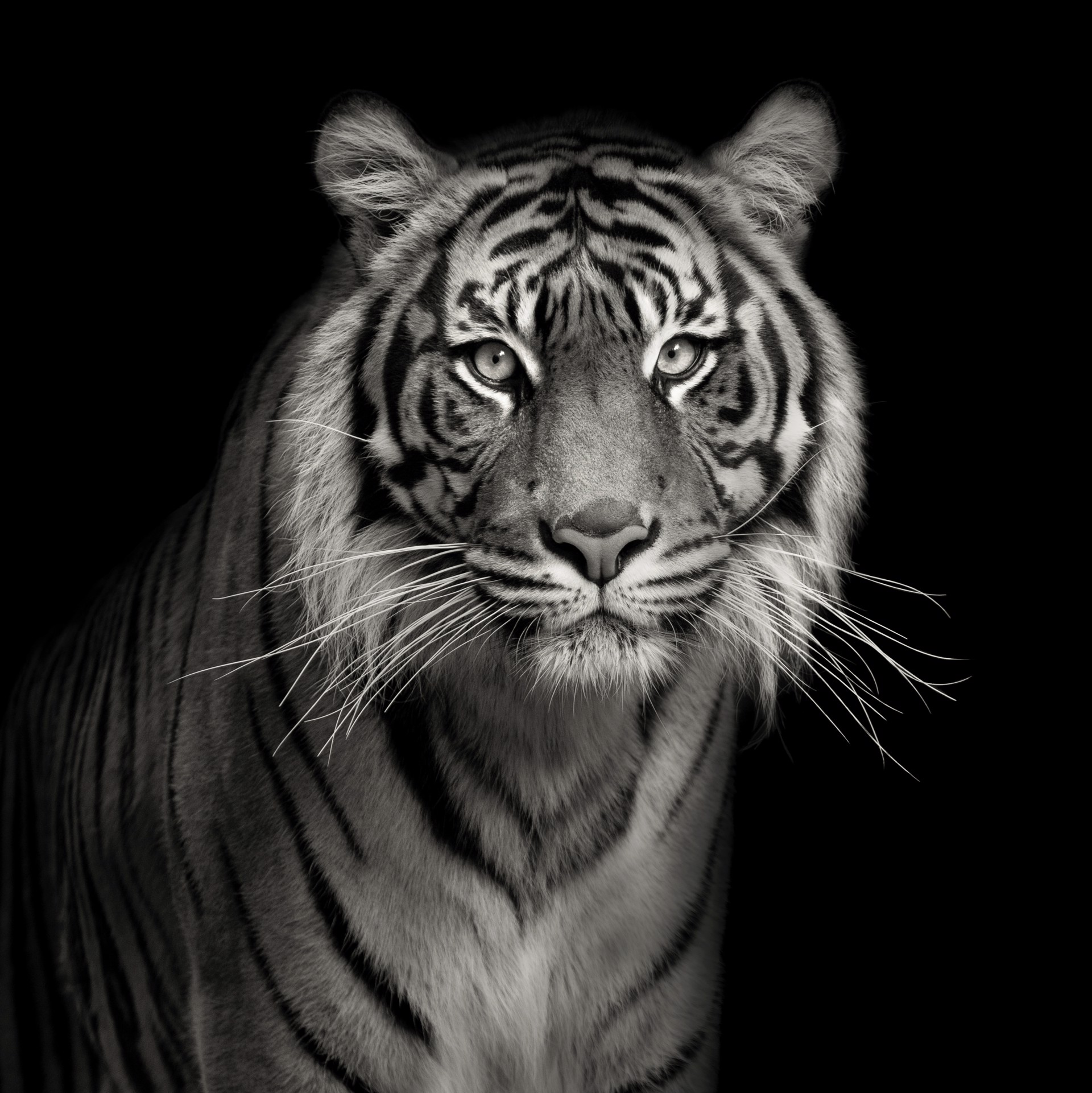 Portrait of a Tiger by Lauren Chambers