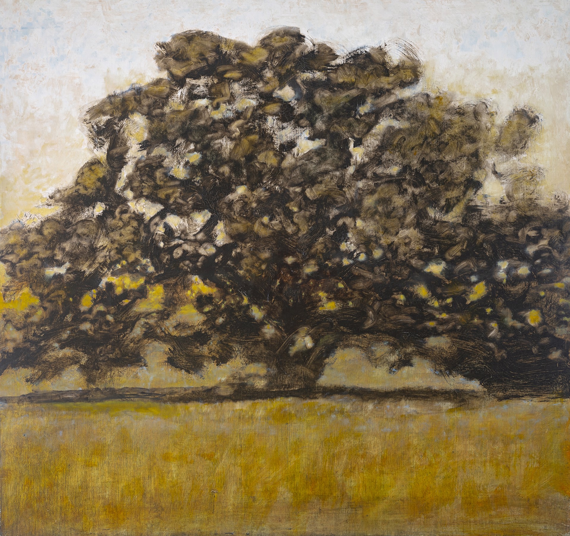 Wide Oak by David Konigsberg